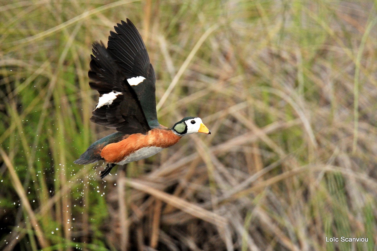 Anserelle naine/African Pygmy Goose (4)