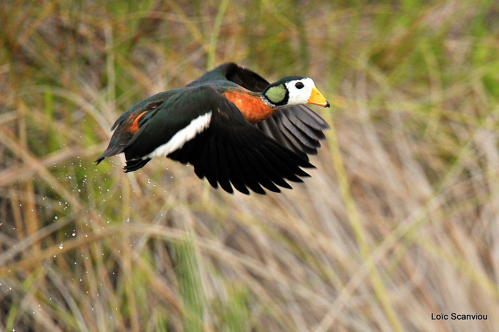 Anserelle naine/African Pygmy Goose (5)