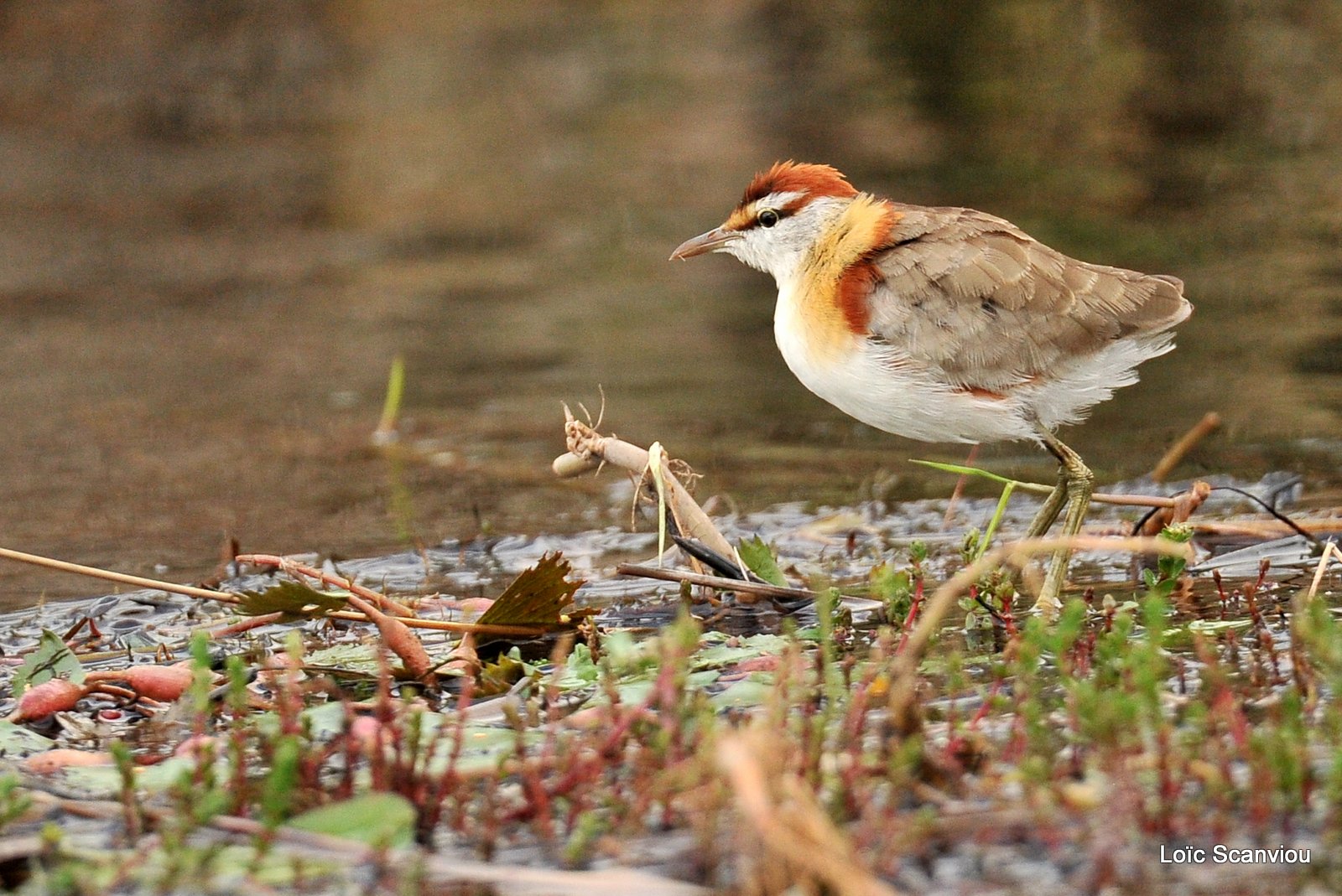 Jacana nain/Lesser Jacana (1)