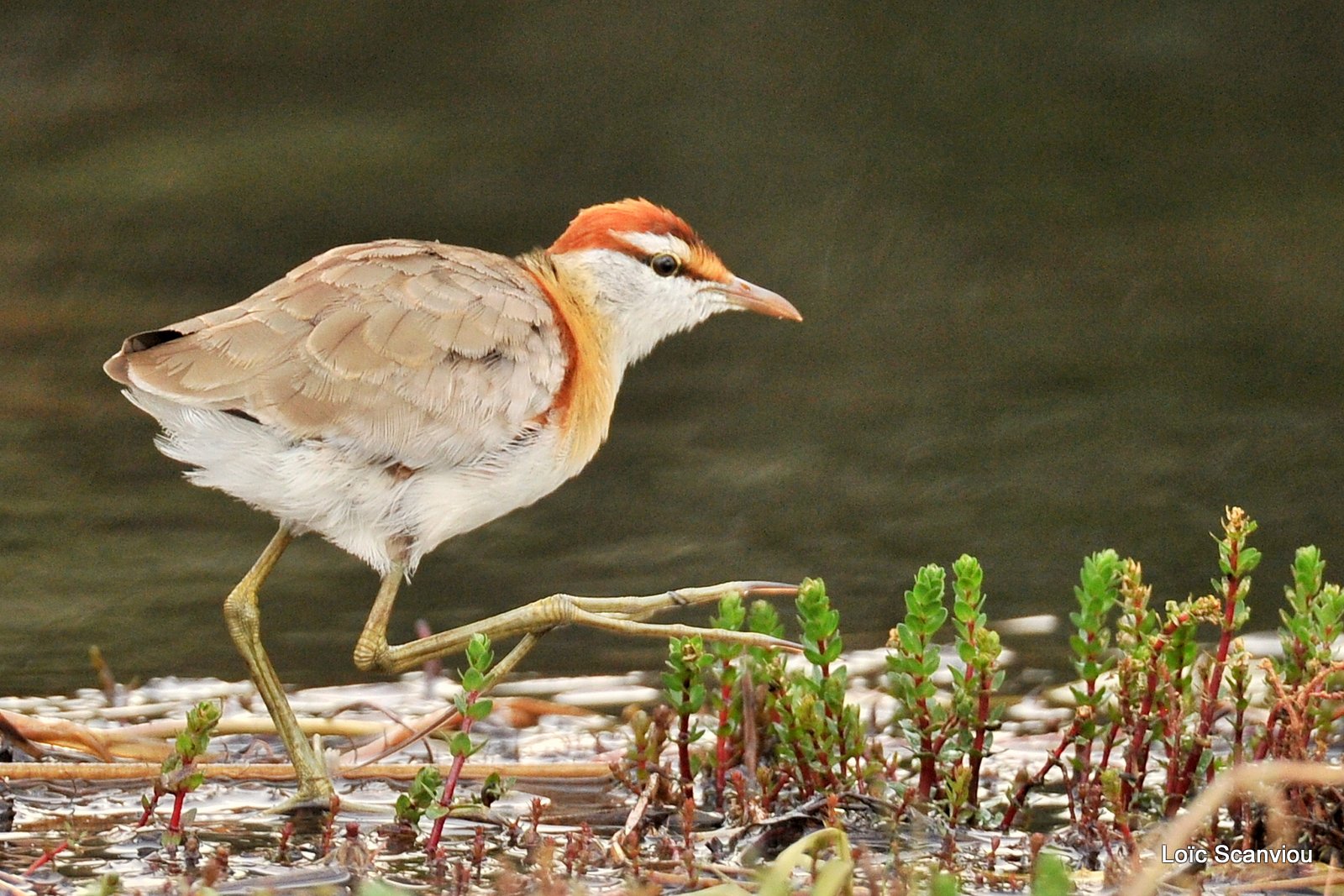 Jacana nain/Lesser Jacana (2)