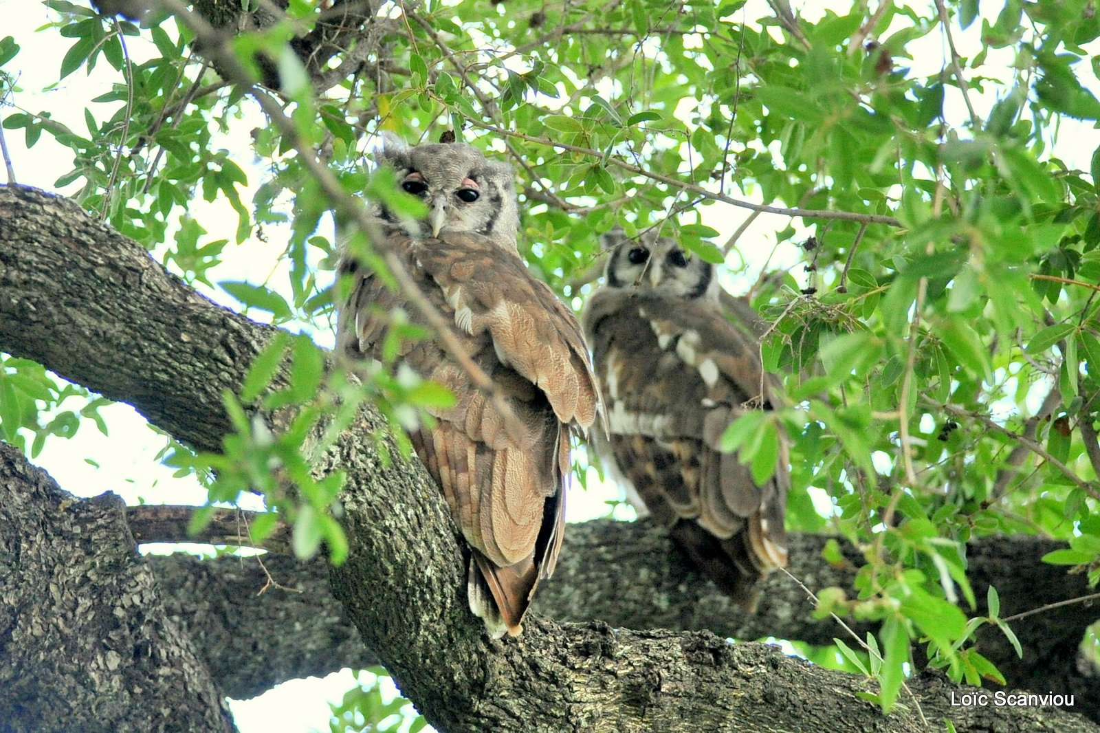 Grand-duc de Verreaux/Verreaux's Eagle-Owl (1)