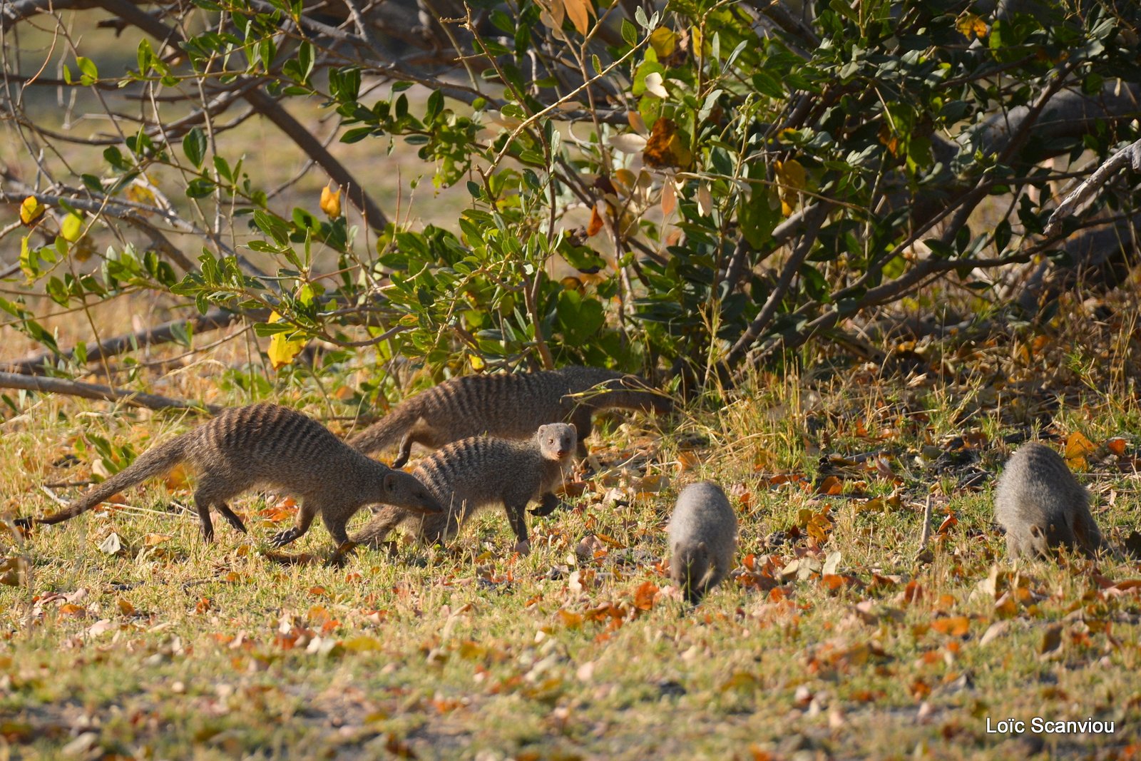 Mangouste rayée/Banded Mongoose (2)