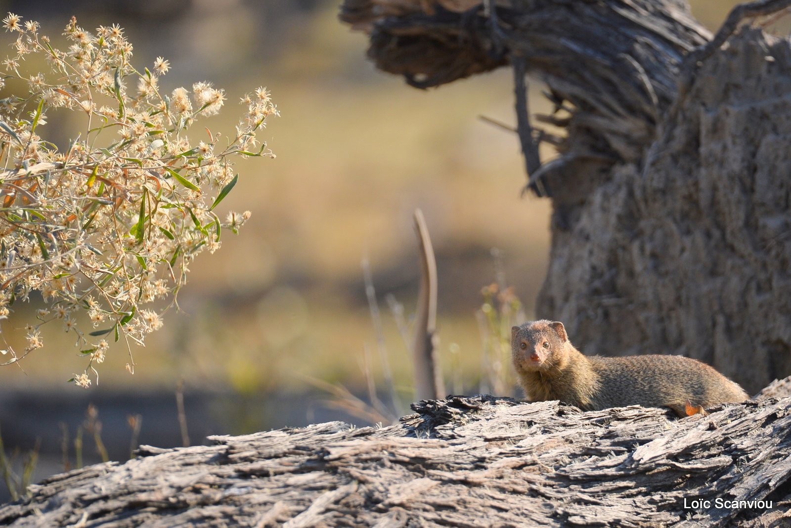 Mangouste rouge/Slender Mongoose (1)