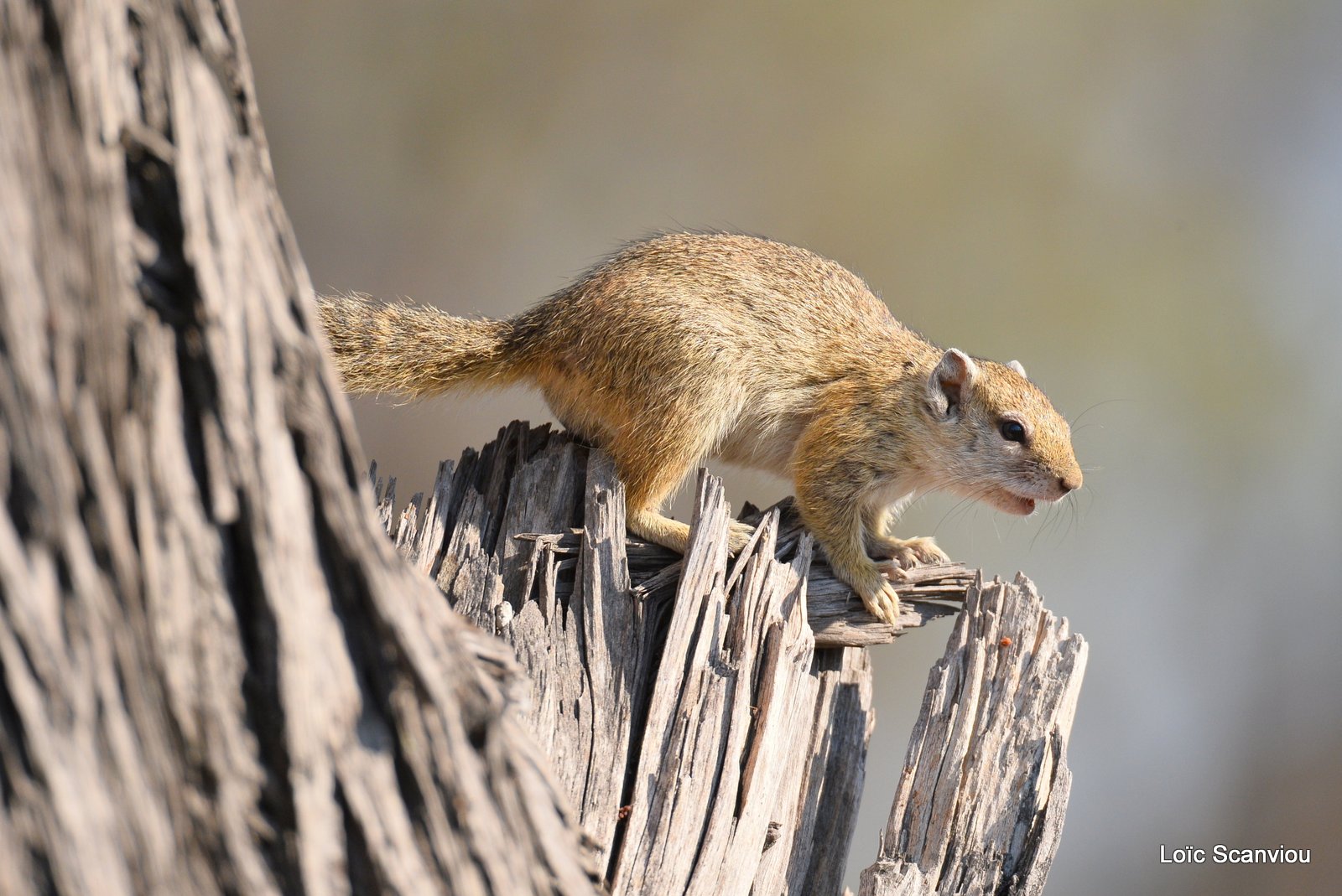 Écureuil/African Tree Squirrel (3)