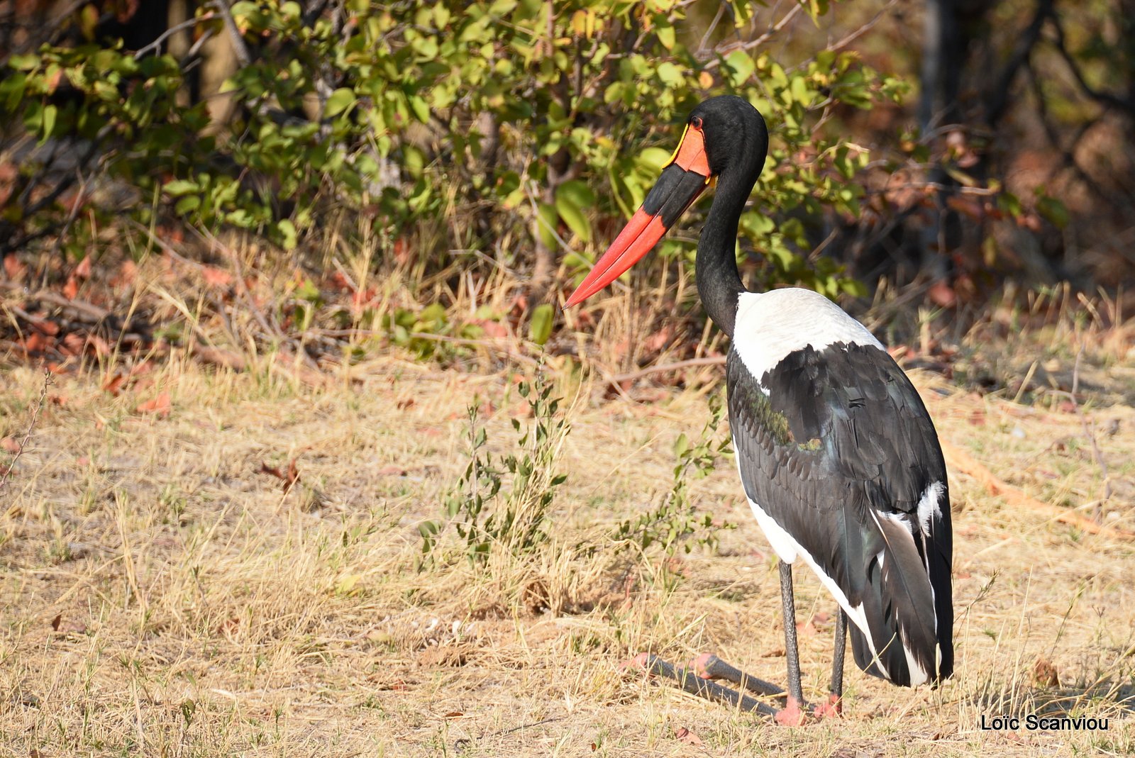 Jabiru d'Afrique/Saddle-billed Stork (5)