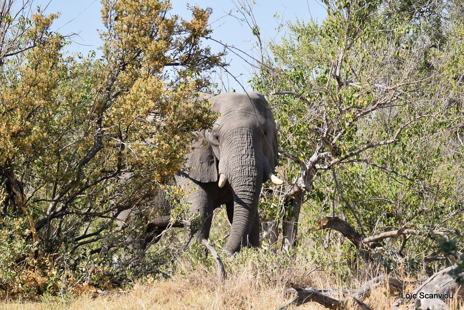 Eléphant d'Afrique/African Elephant (35)