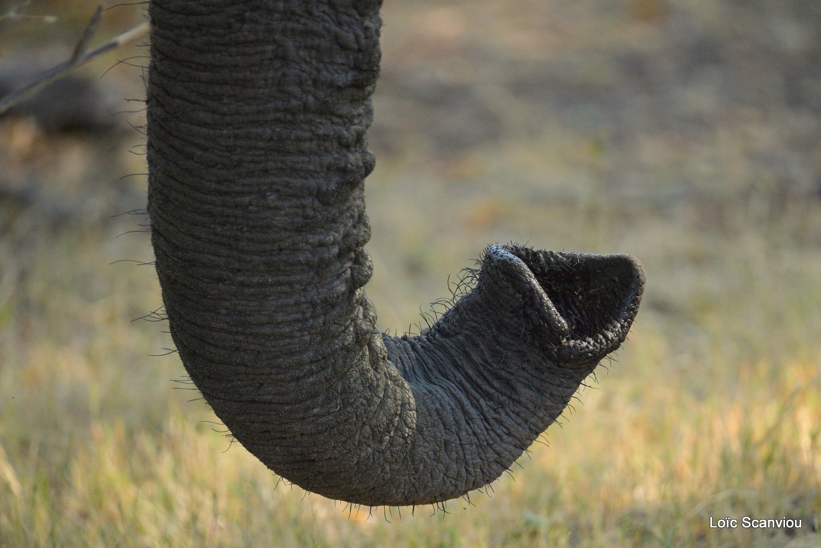Eléphant d'Afrique/African Elephant (36)