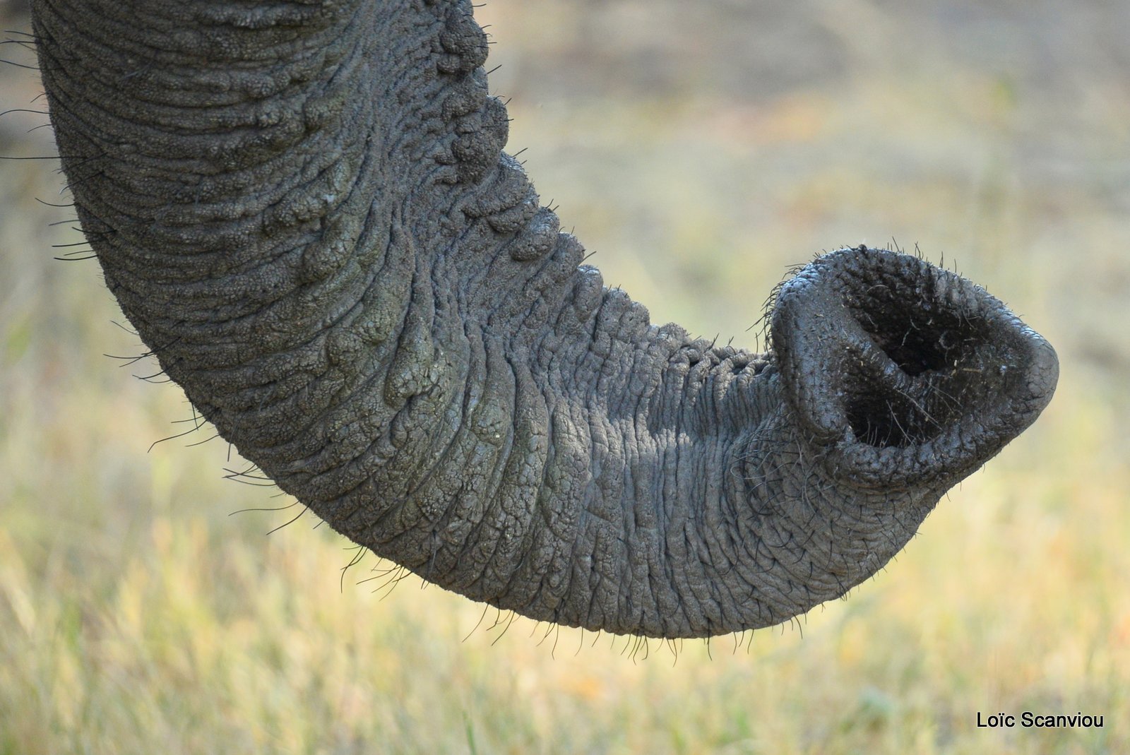 Eléphant d'Afrique/African Elephant (37)