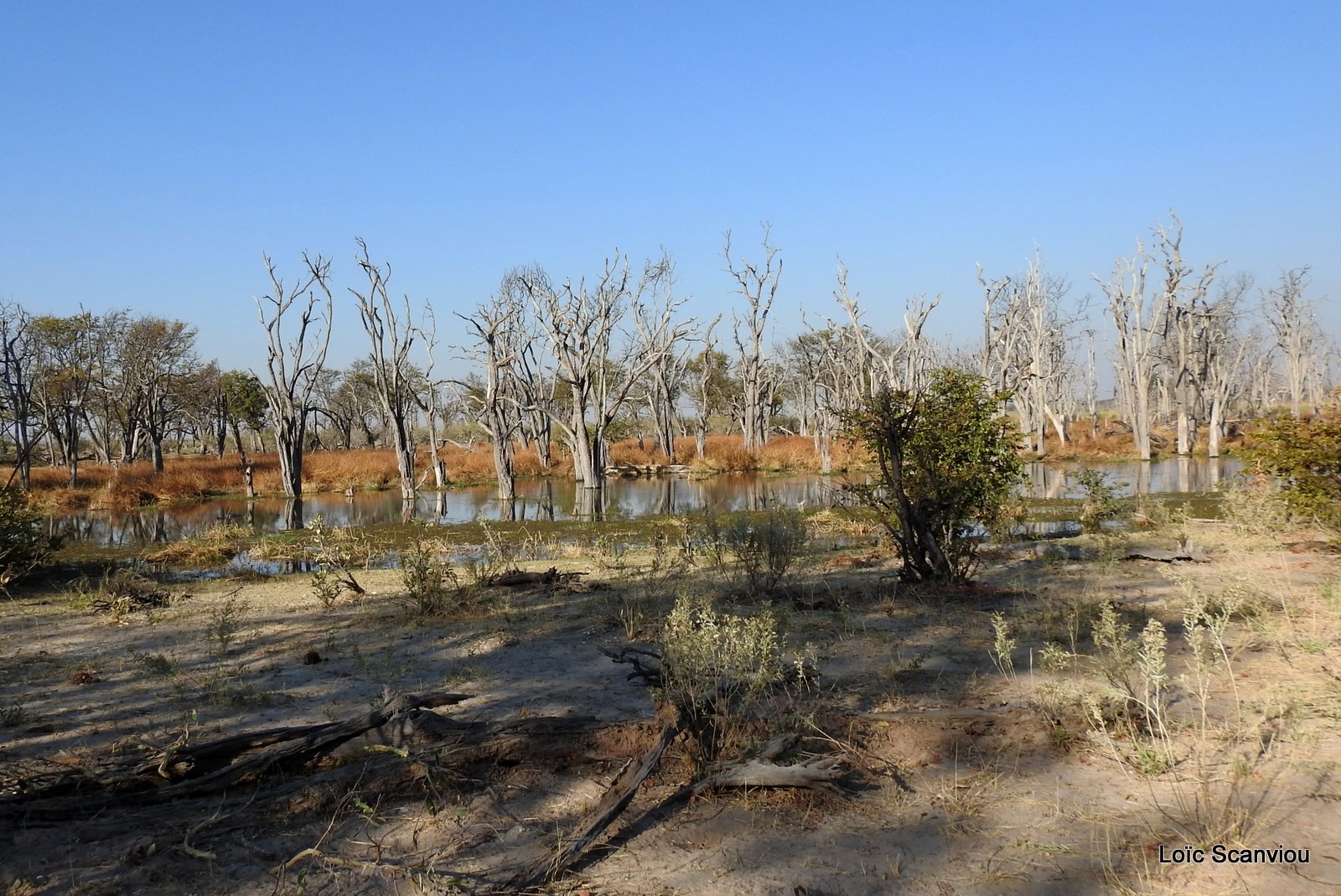 Moremi (210)