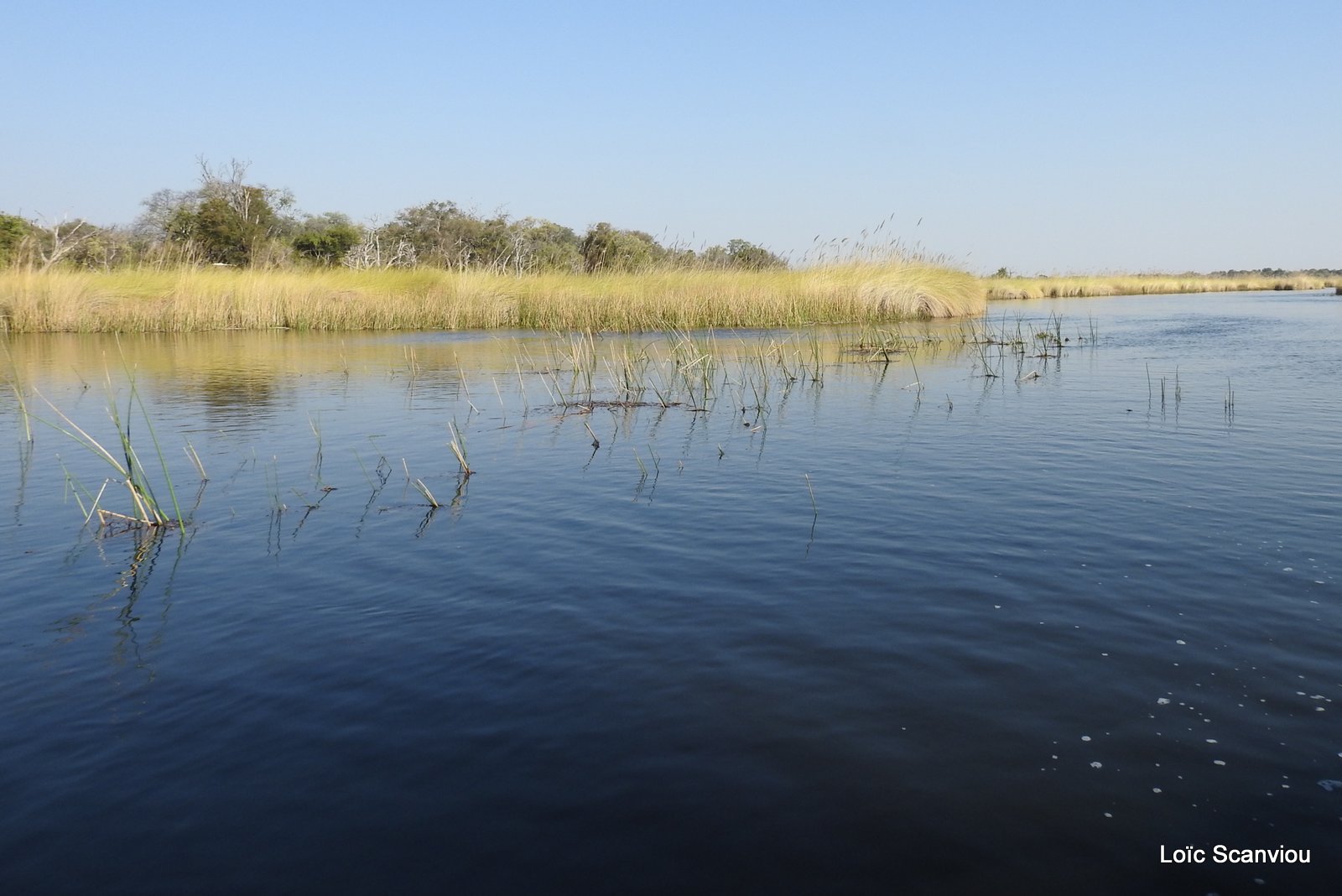 Moremi (212)