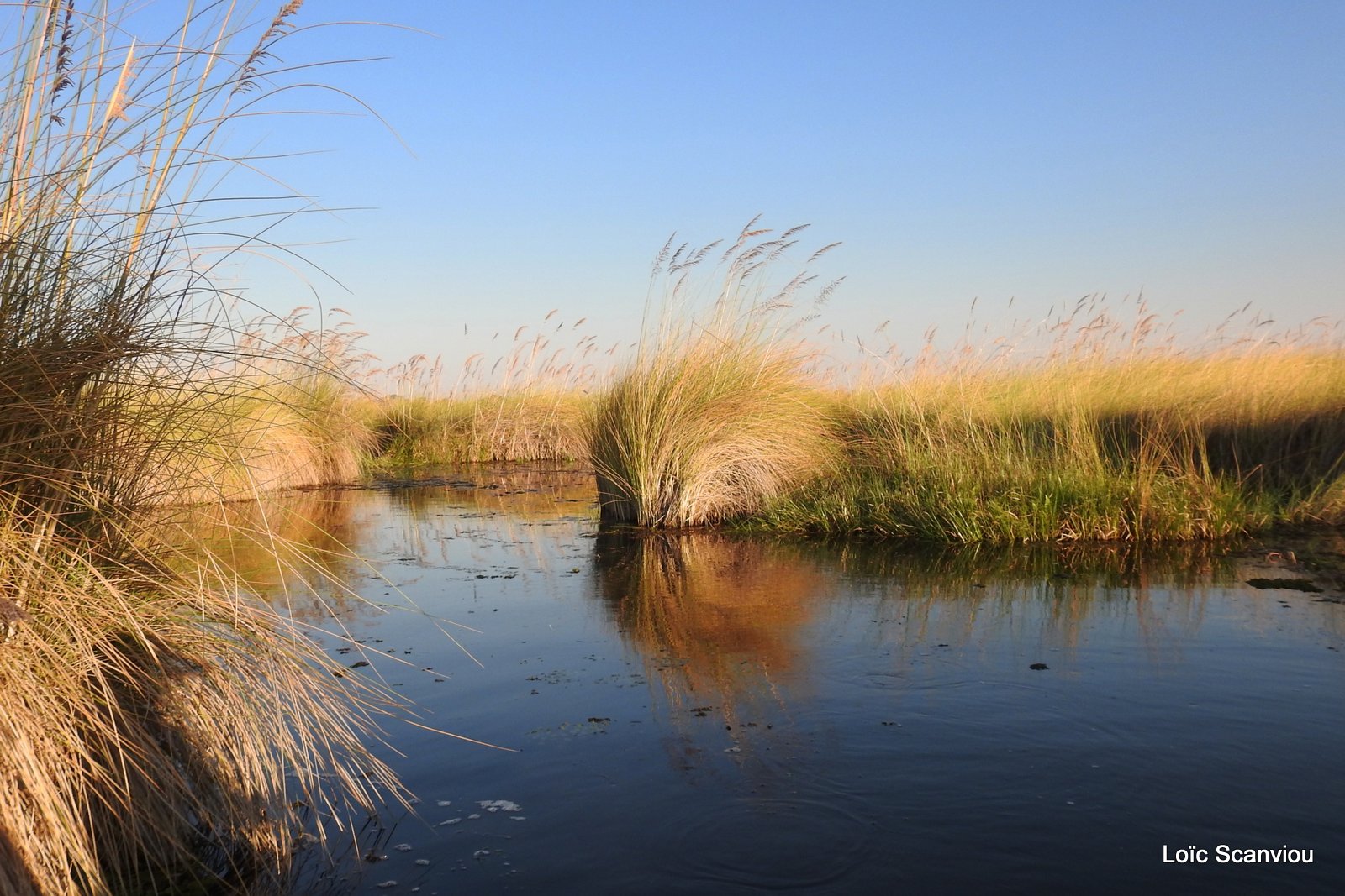 Moremi (213)