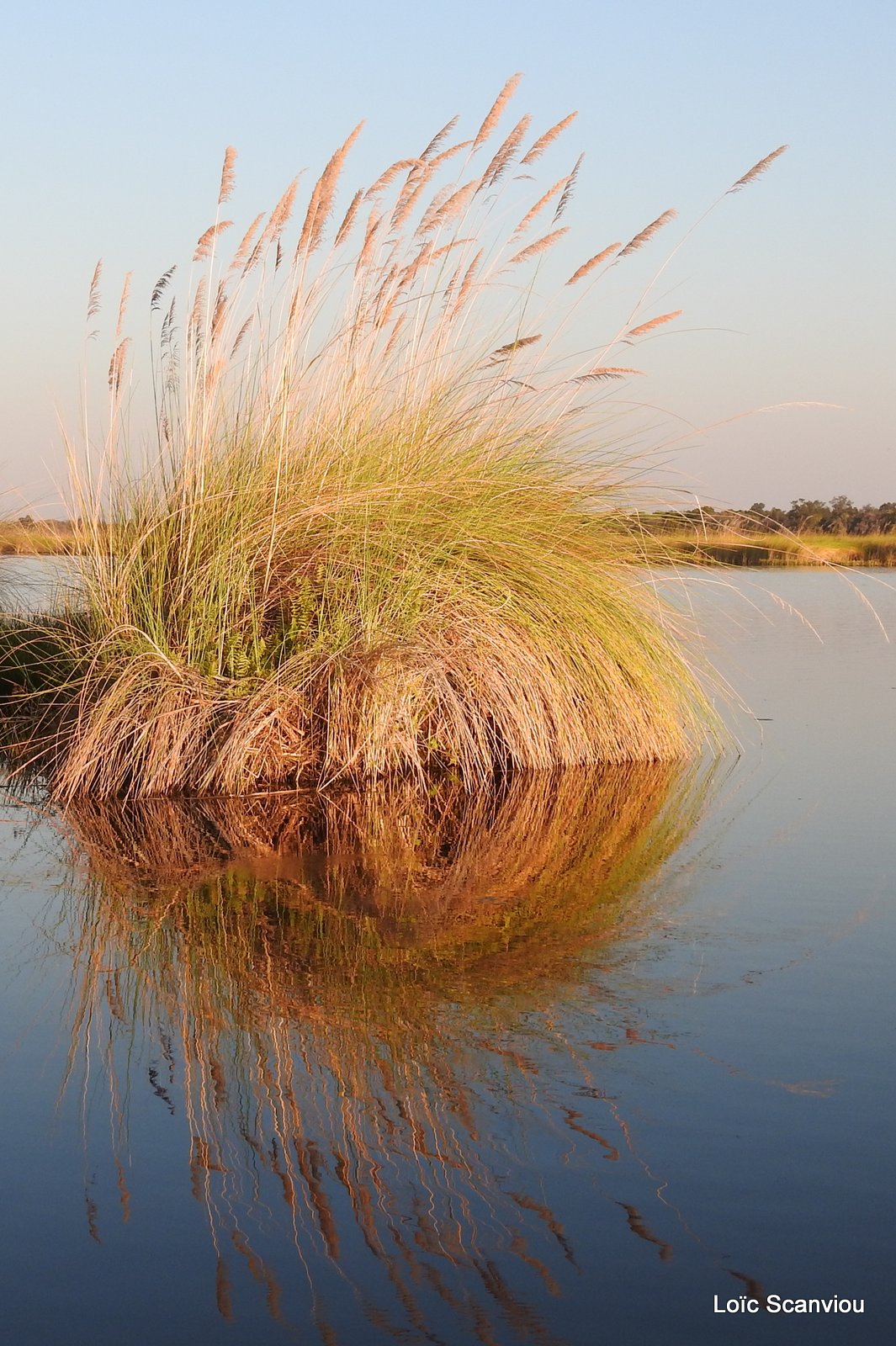 Moremi (214)