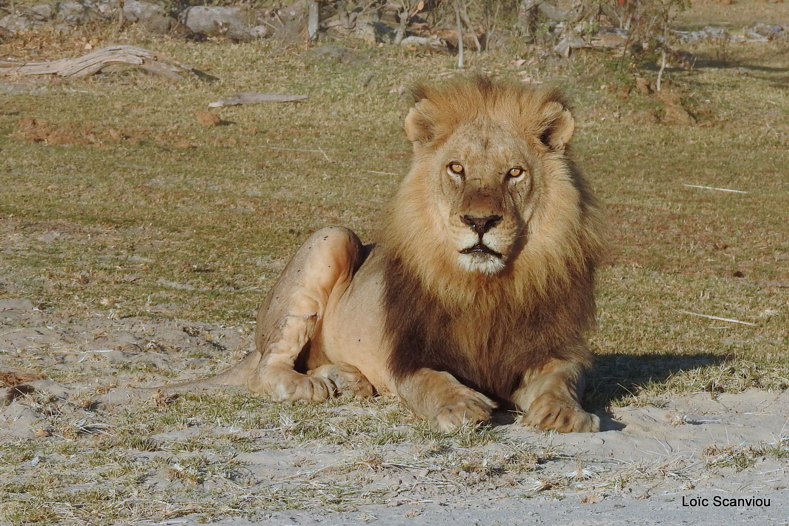 Lion mâle/Male Lion (16)