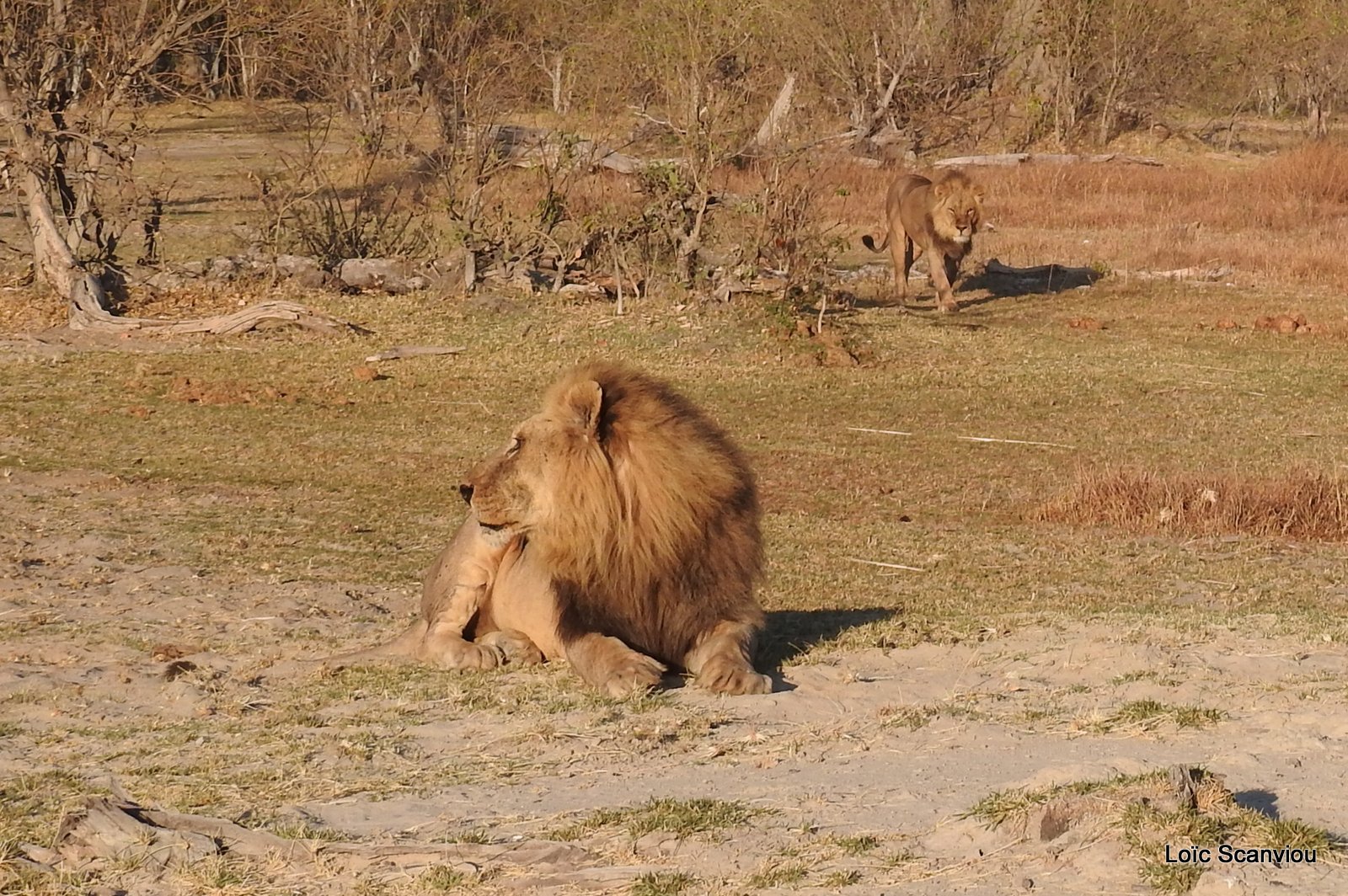 Lion mâle/Male Lion (17)