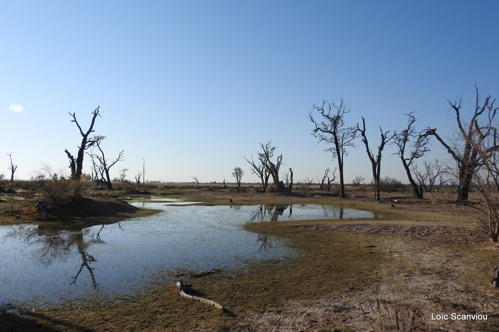 Moremi (217)