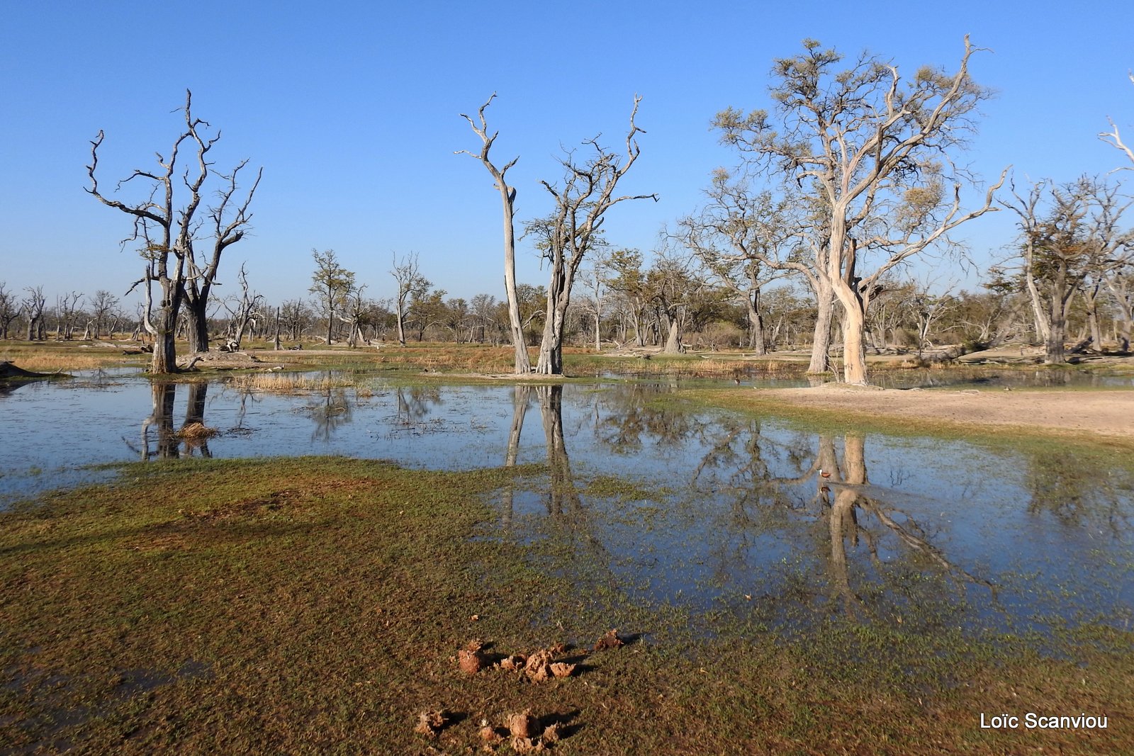 Moremi (218)