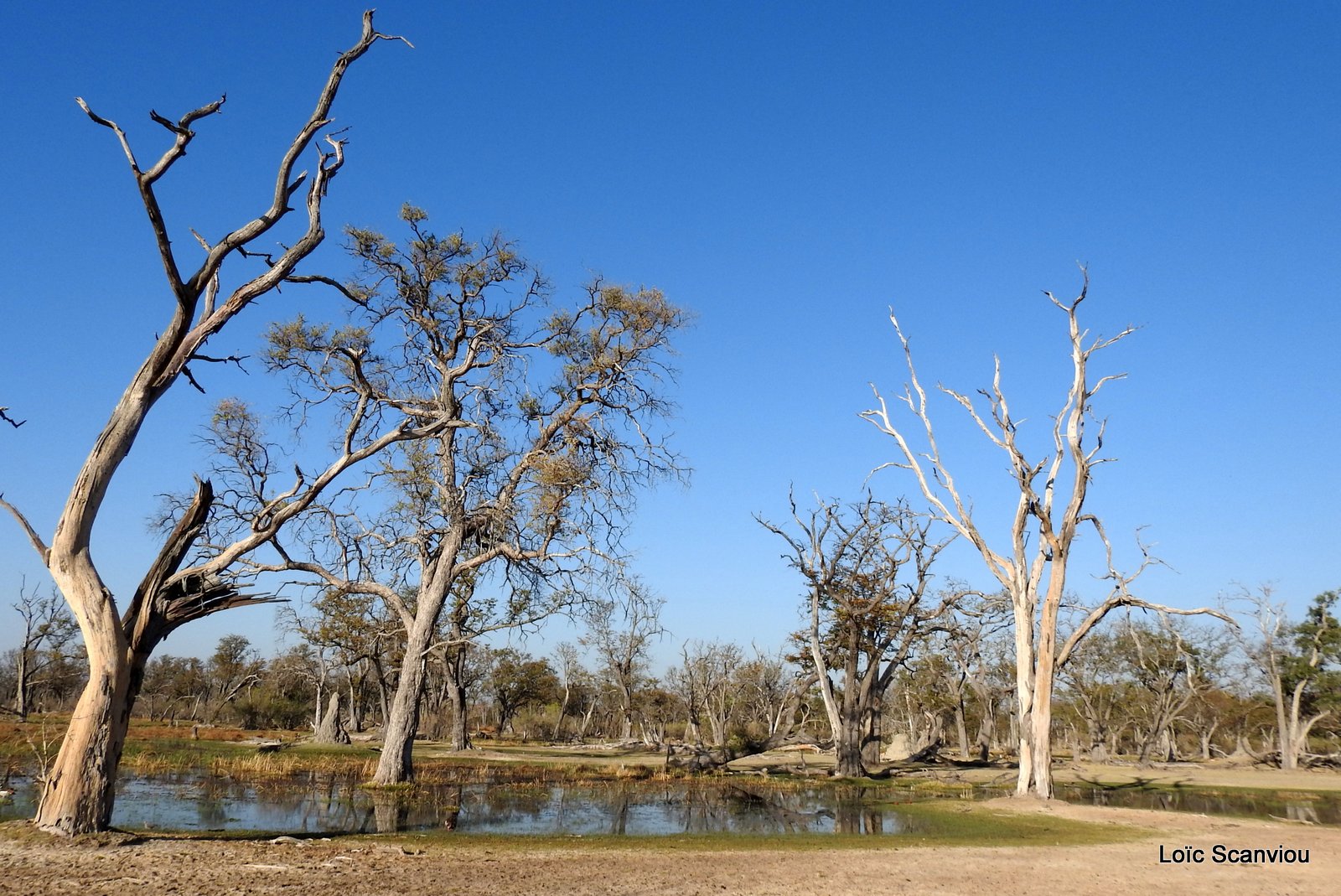 Moremi (219)