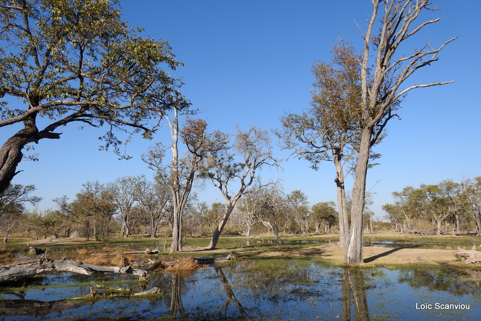 Moremi (220)
