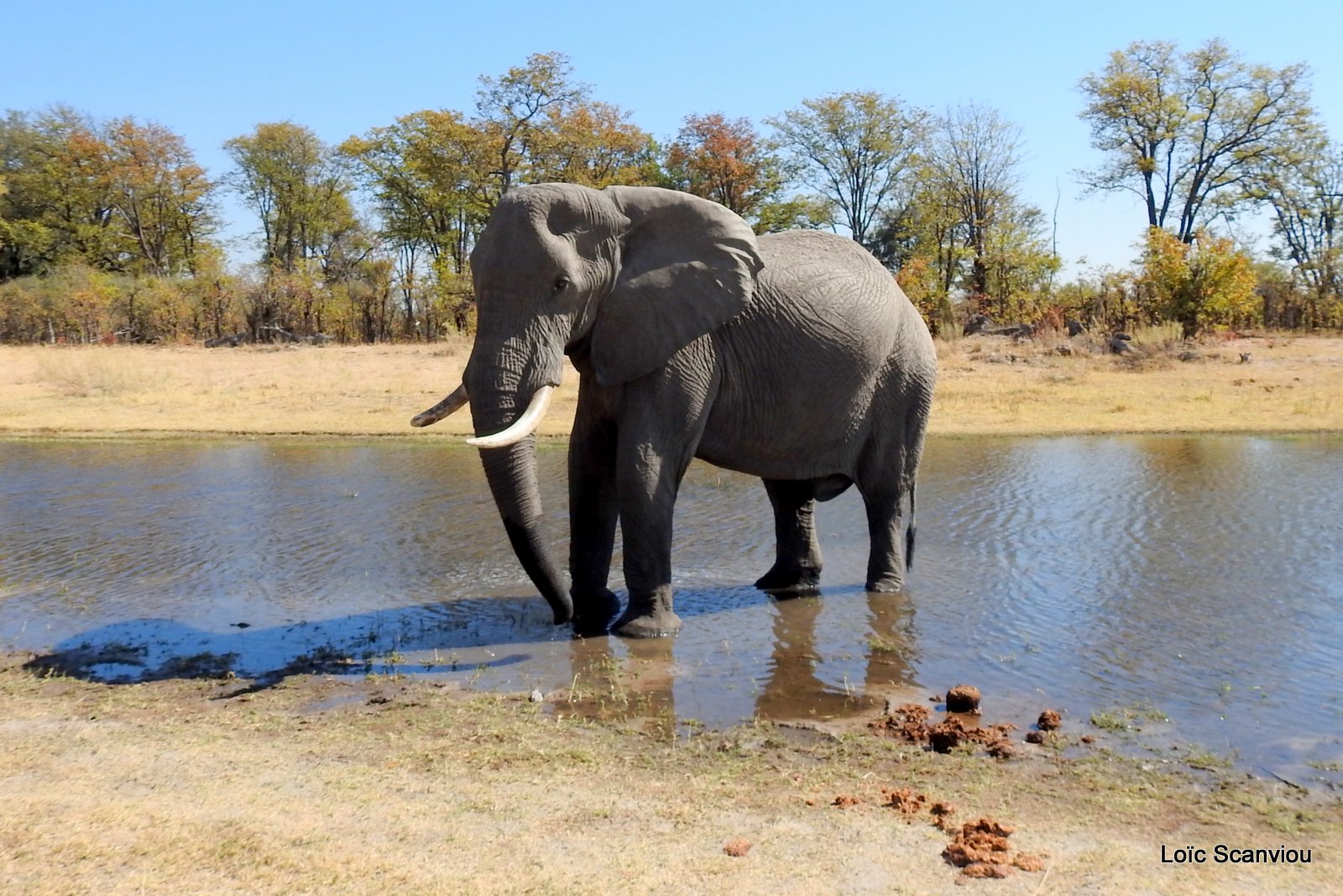 Eléphant d'Afrique/African Elephant (38)