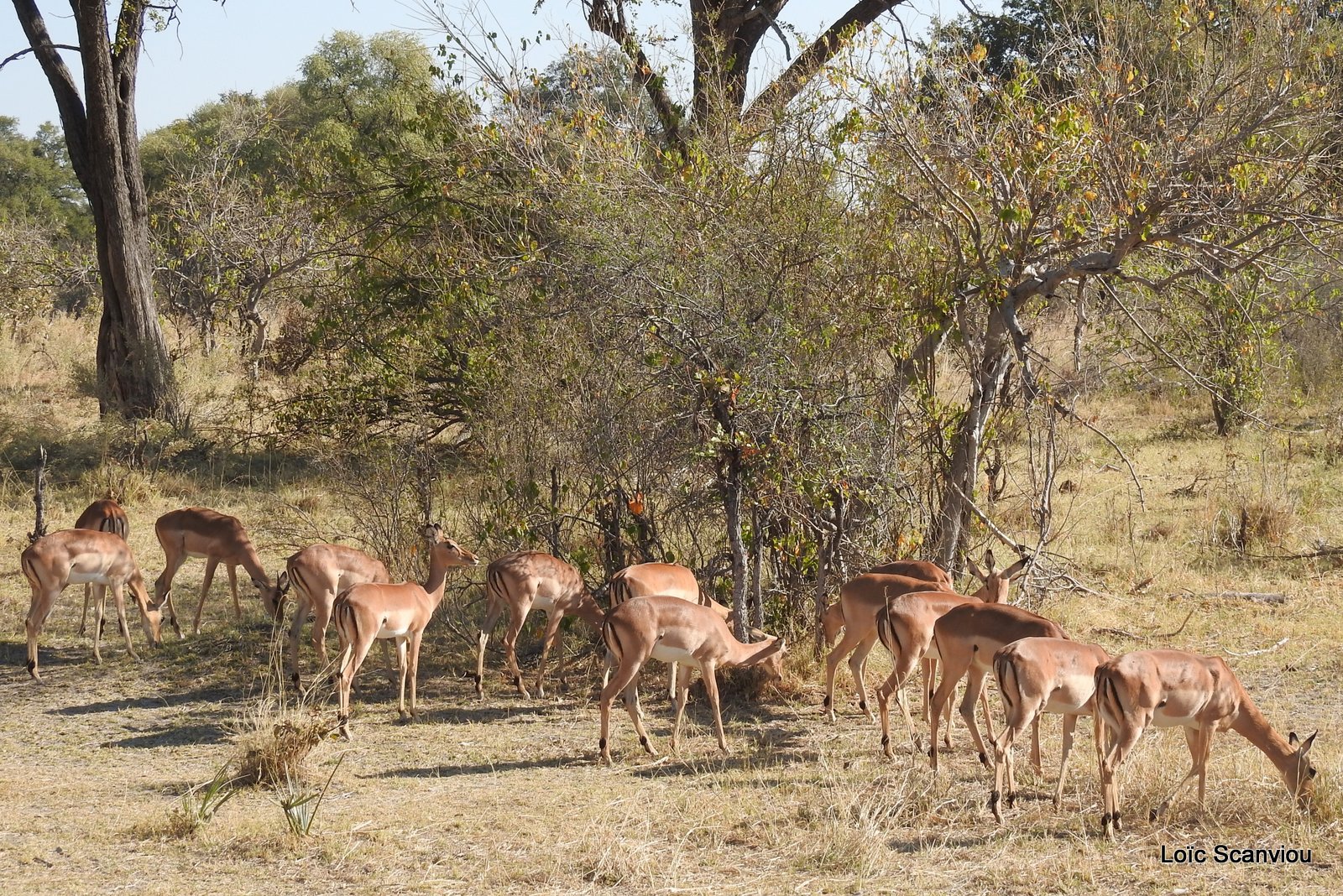 Moremi (222)
