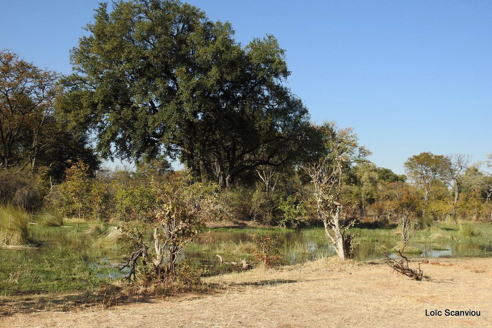 Moremi (223)