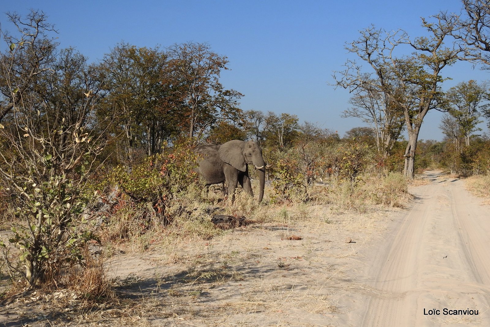 Moremi (224)