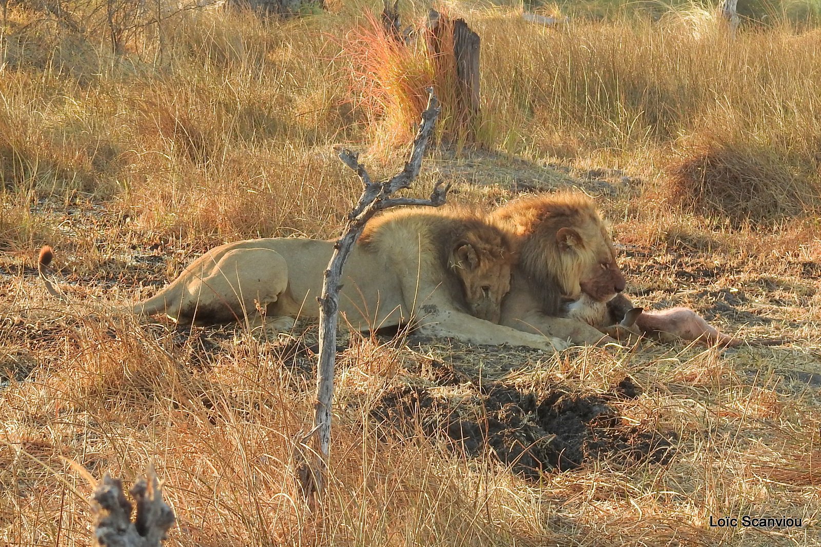Lion mangeant un lechwe/Lion eating a red lechwe (13)