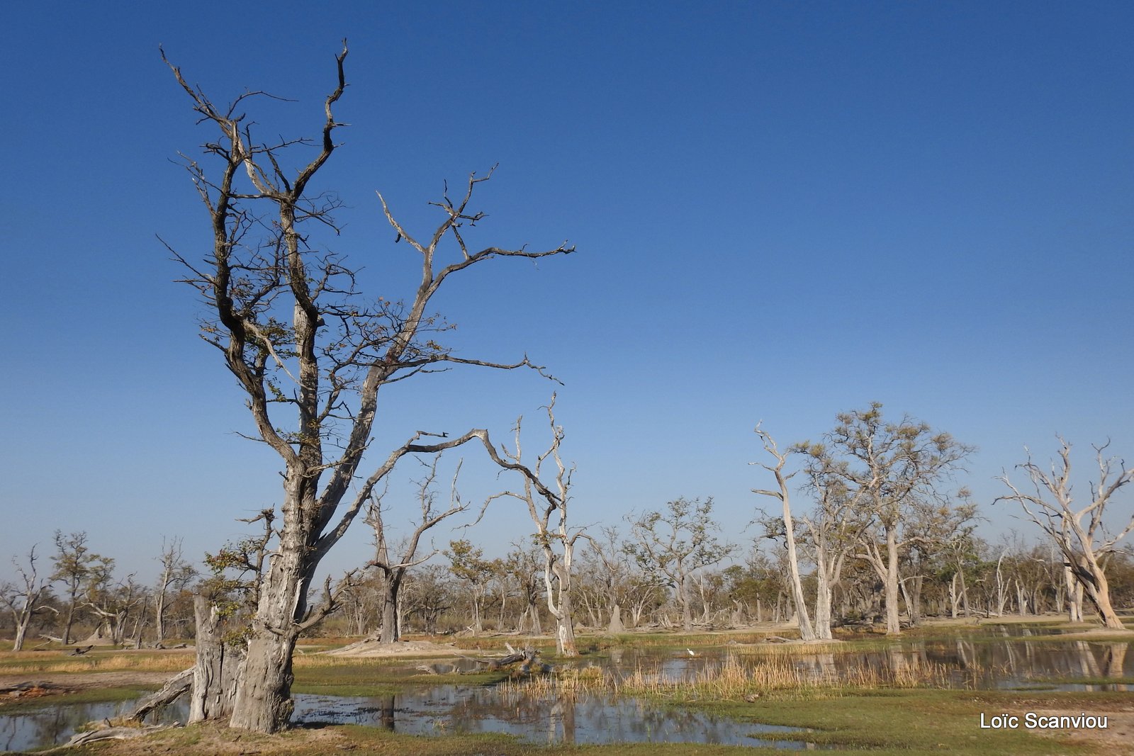 Moremi (227)
