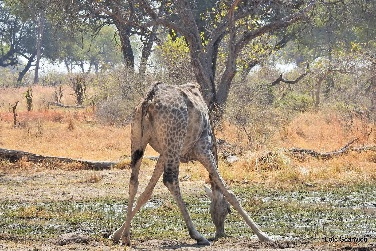 Girafe/Giraffe (2)