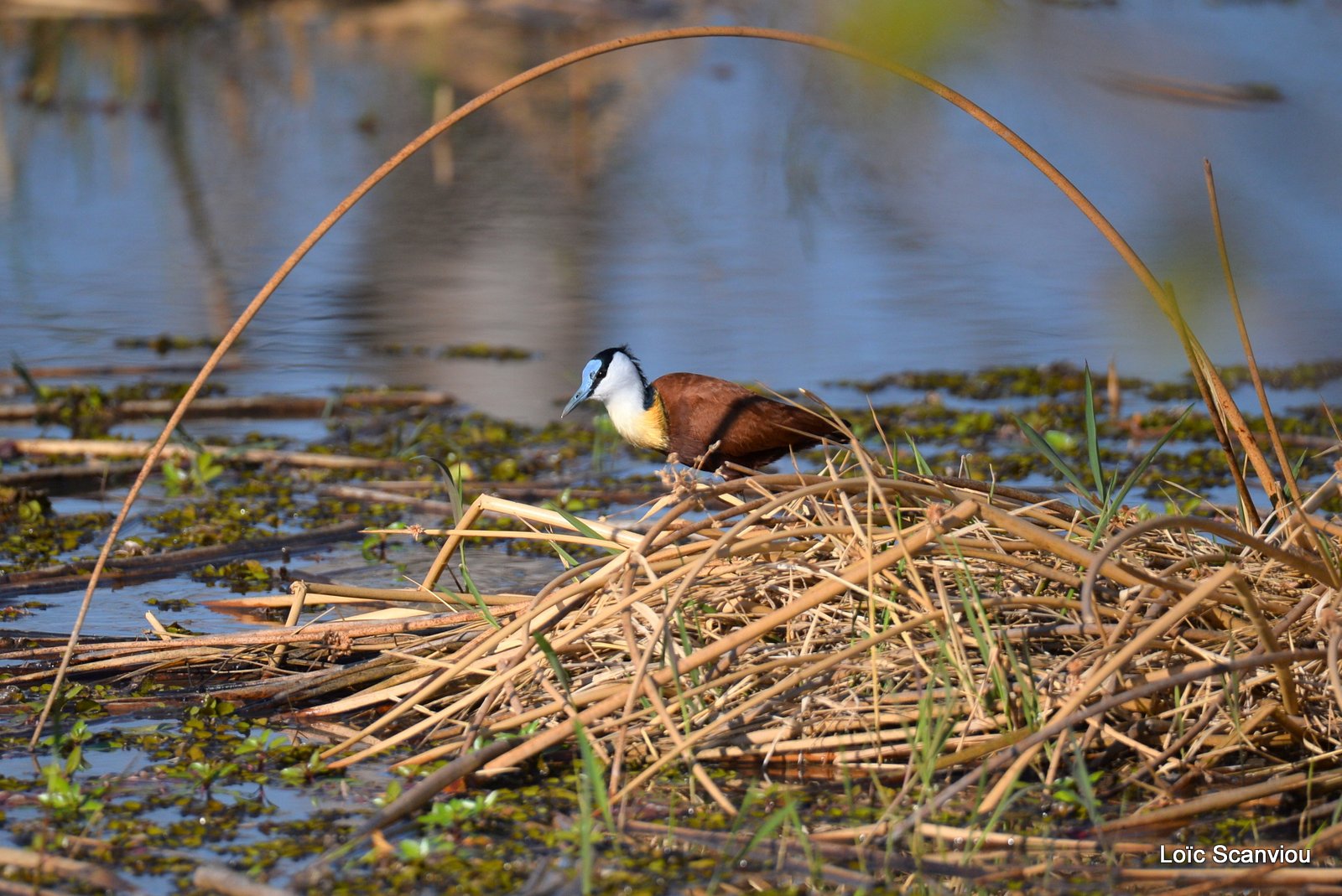 Jacana à poitrine dorée/African Jacana (1)