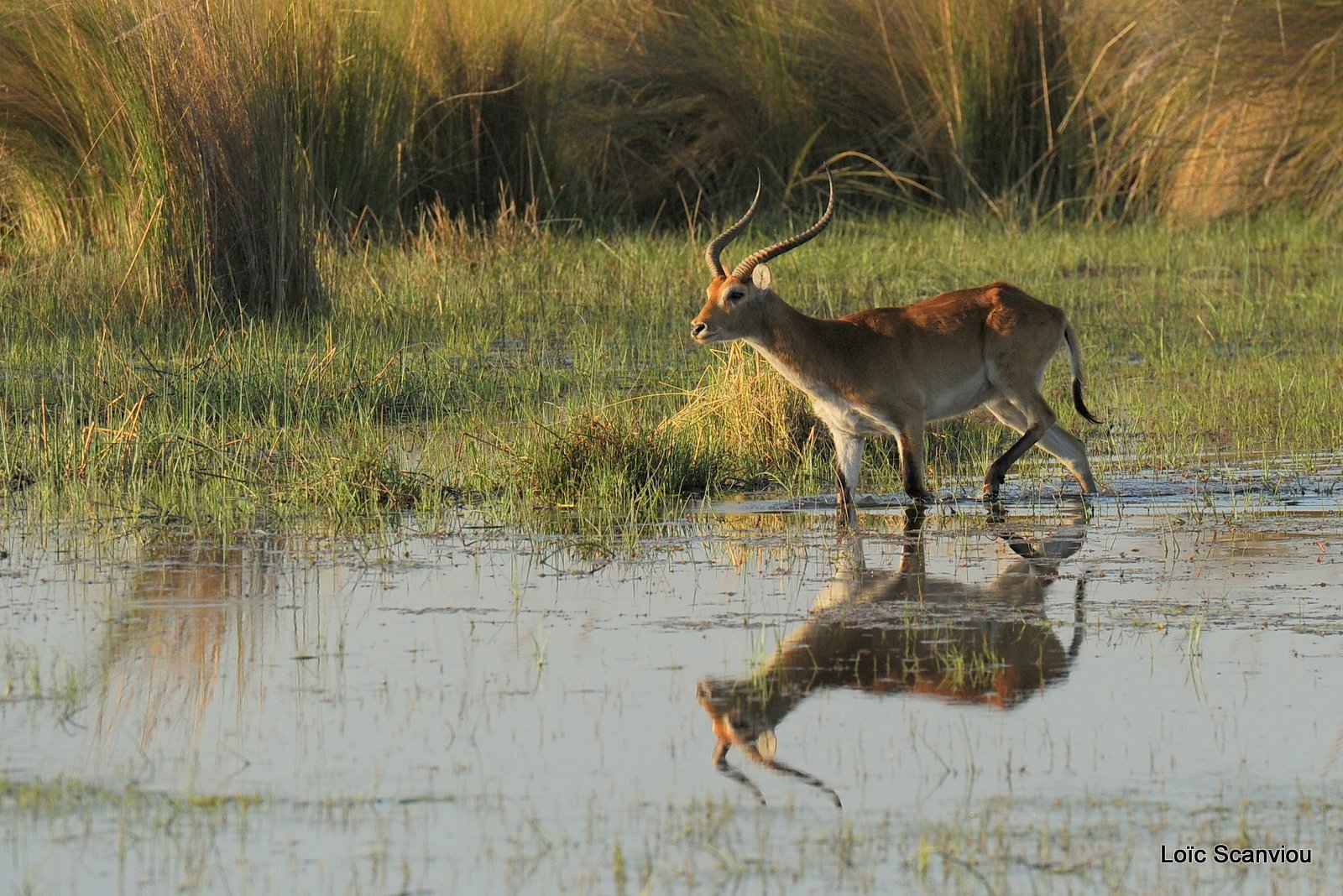 Cobe de Lechwe/Red Lechwe (1)