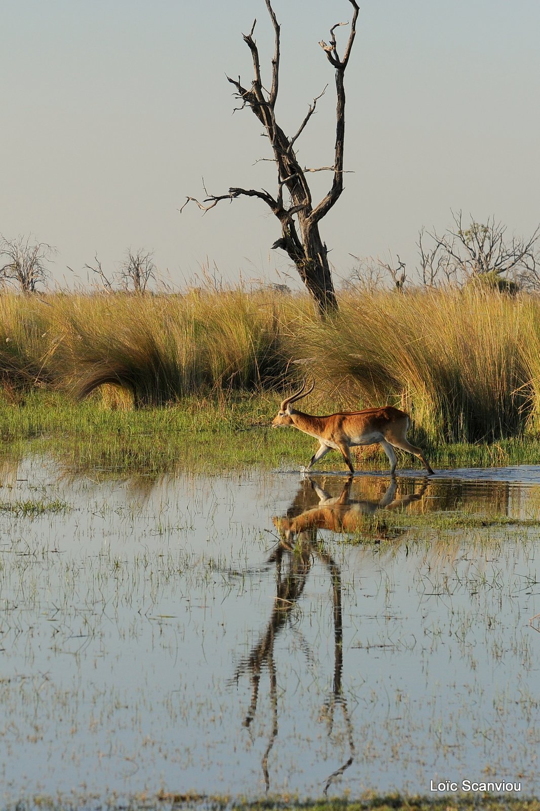 Cobe de Lechwe/Red Lechwe (2)