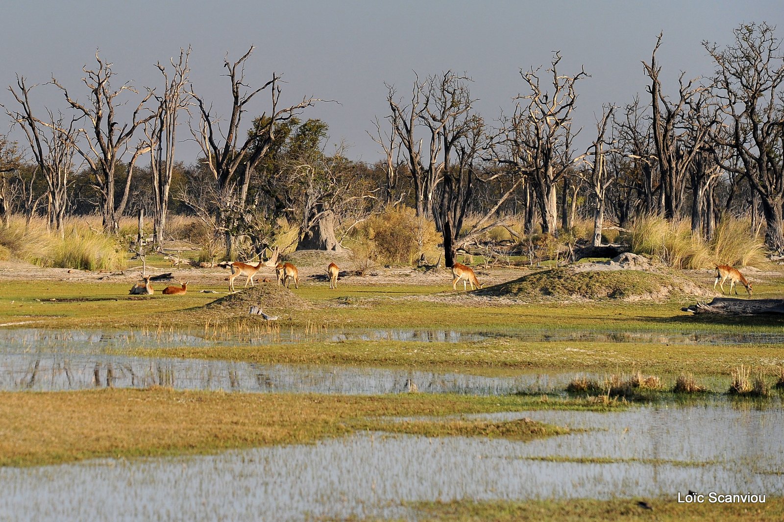 Cobe de Lechwe/Red Lechwe (3)