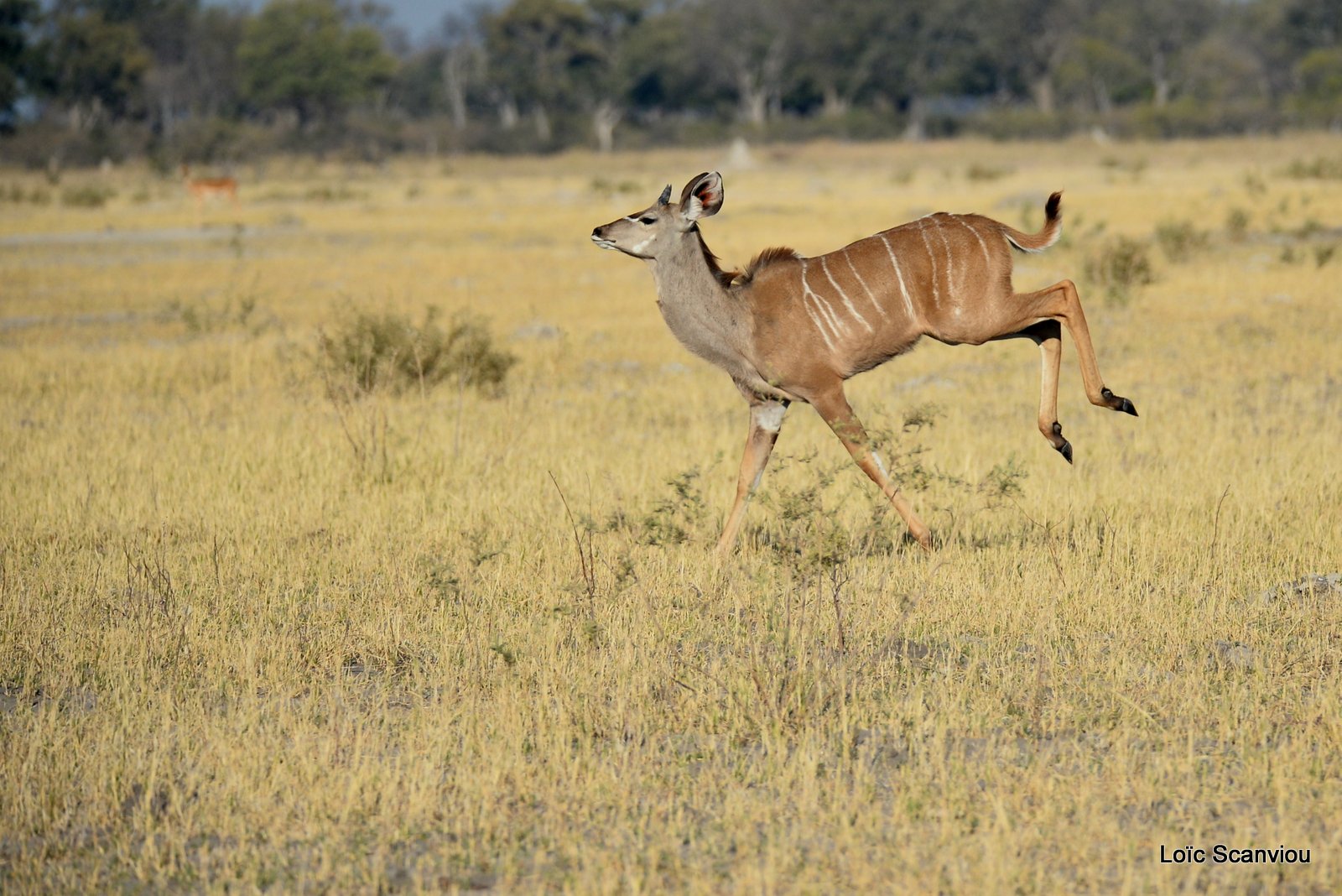 Grand koudou/Greater Kudu (2)