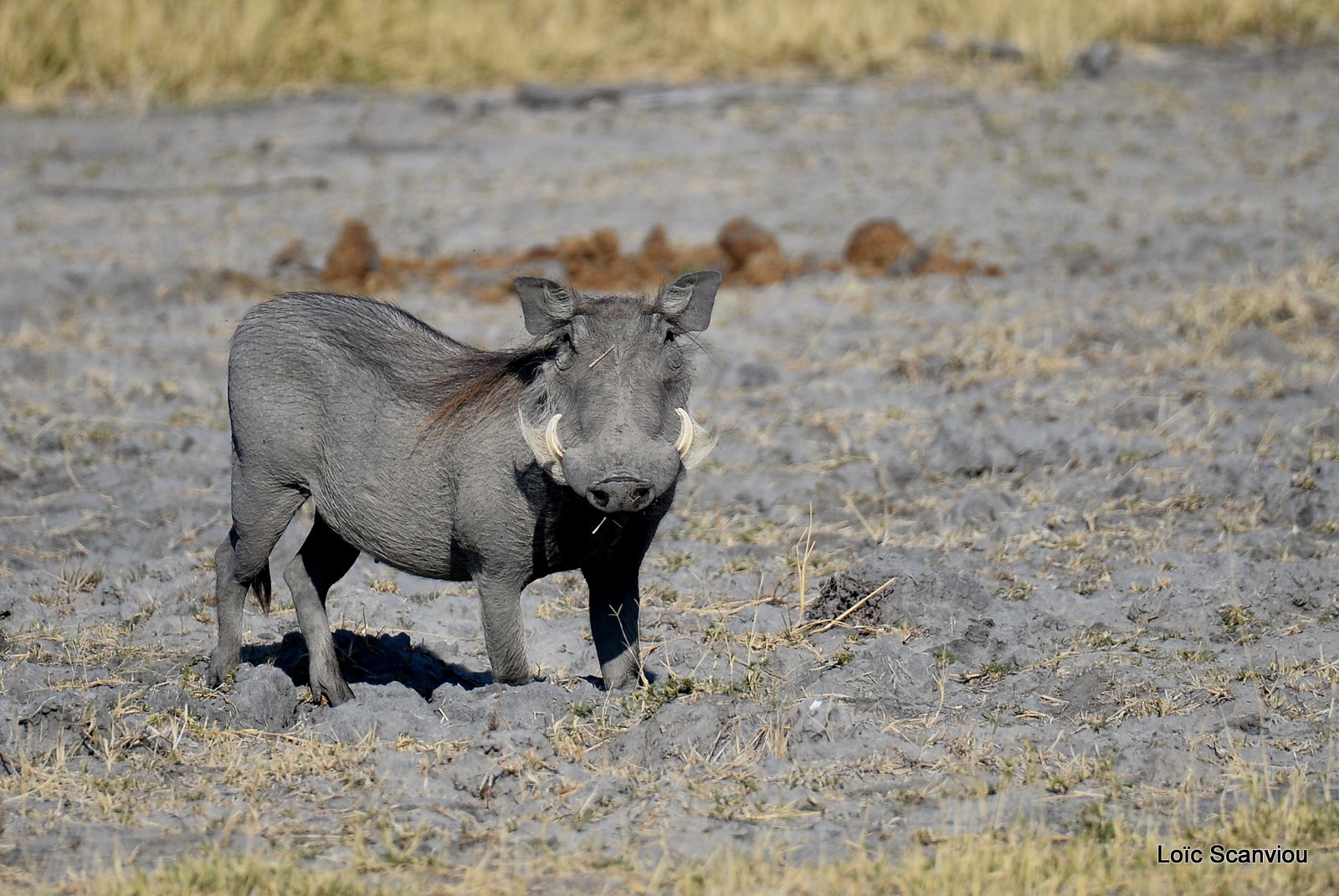 Phacochère/Warthog (1)