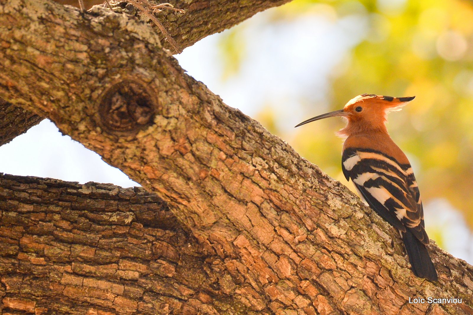 Huppe d'Afrique/African Hoopoe (1)