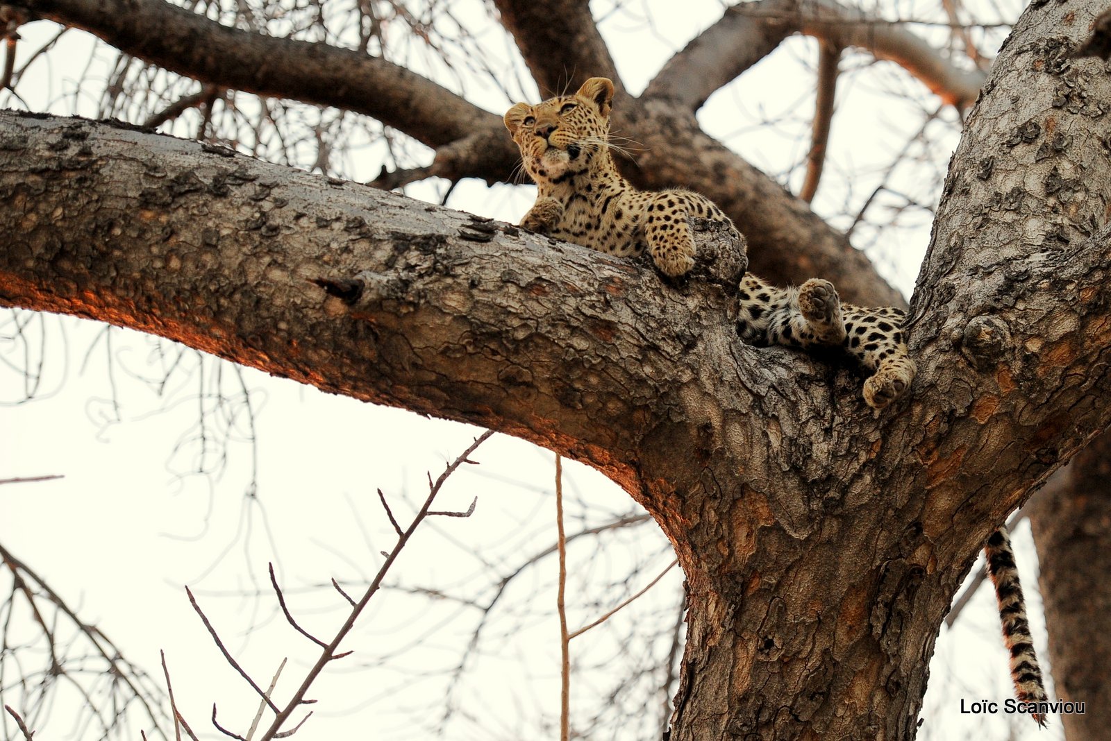 Léopard/Leopard (1)