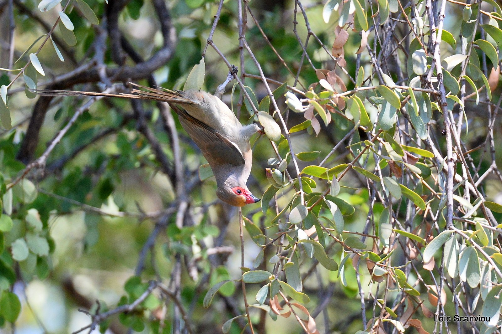 Coliou quiriva/Red-faced Mousebird (1)