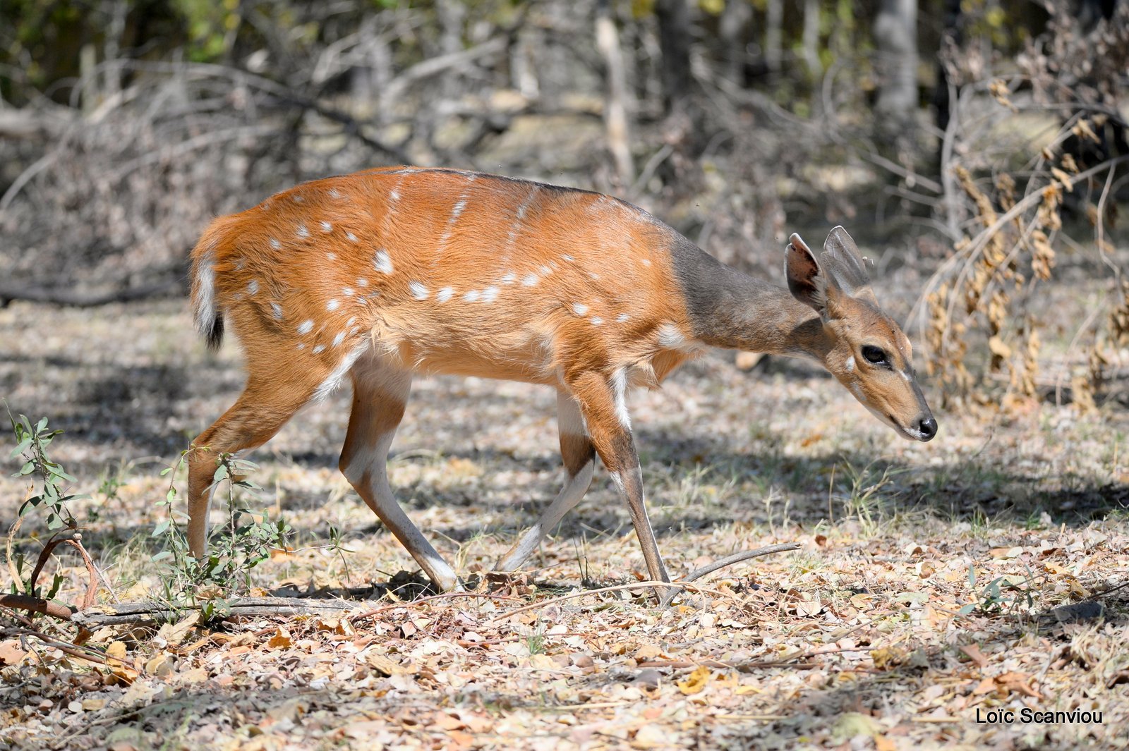 Guib harnaché/Bushbuck (1)