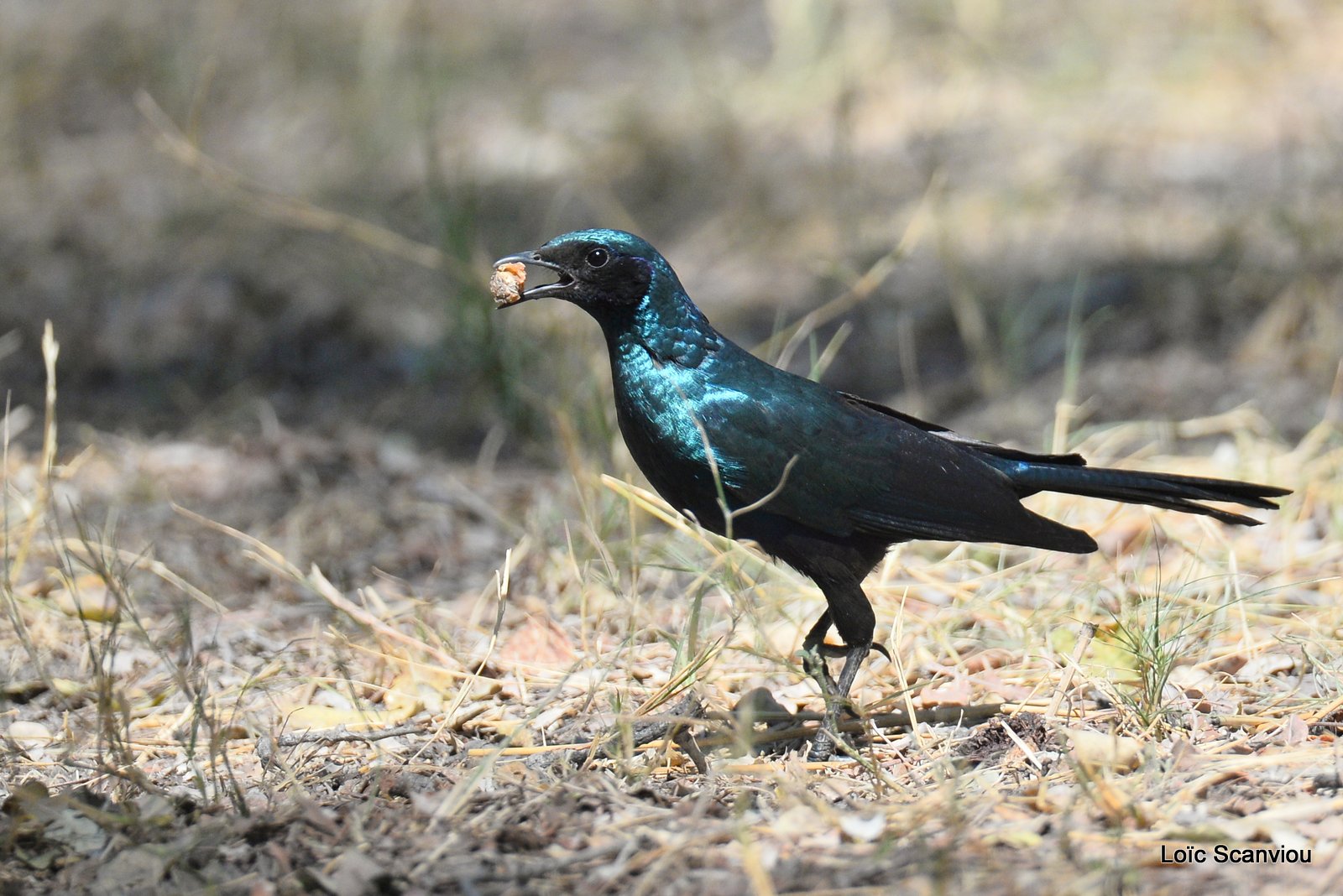 Choucador de Burchell/Burchell's Starling (3)