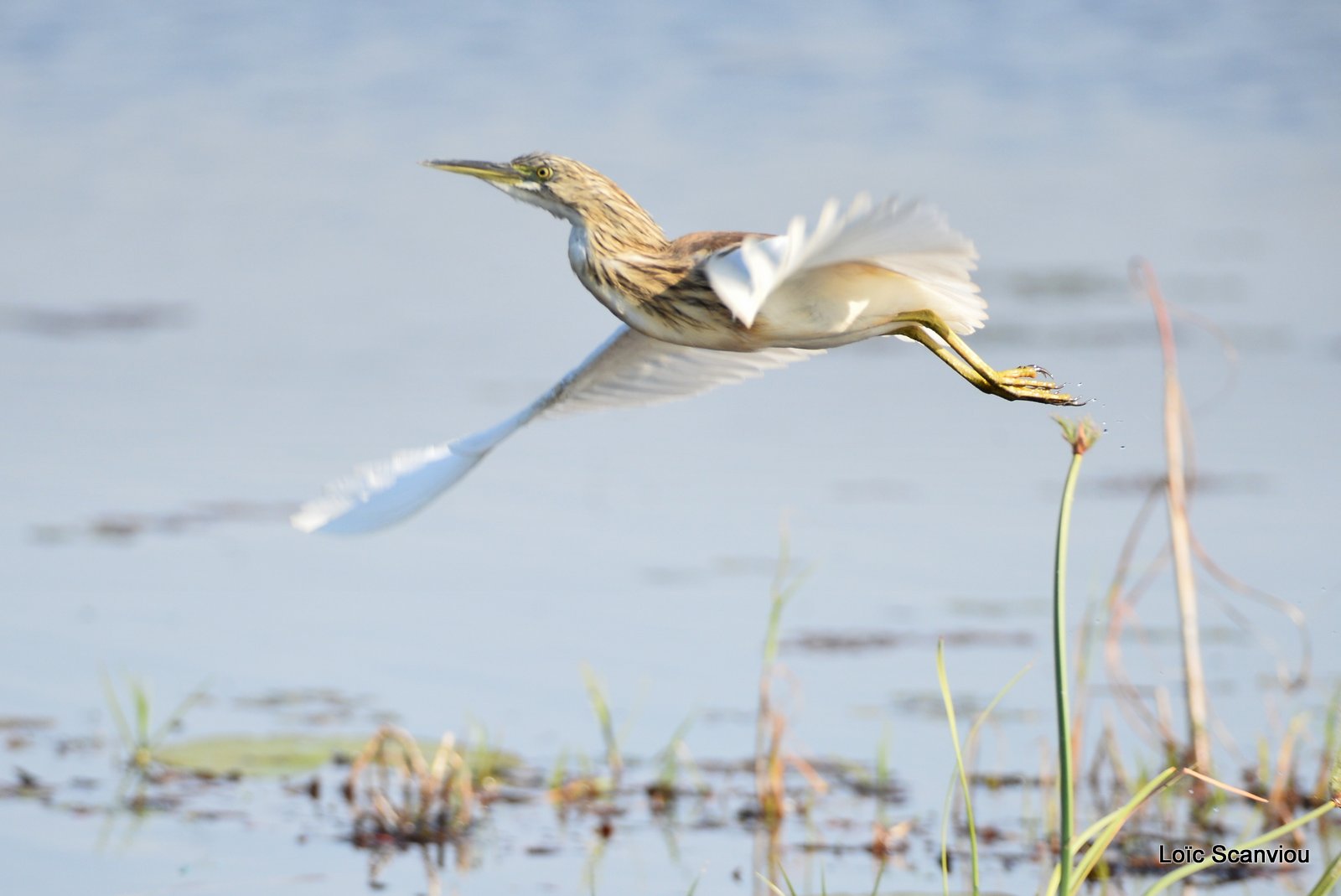 Crabier chevelu/Squacco Heron (1)
