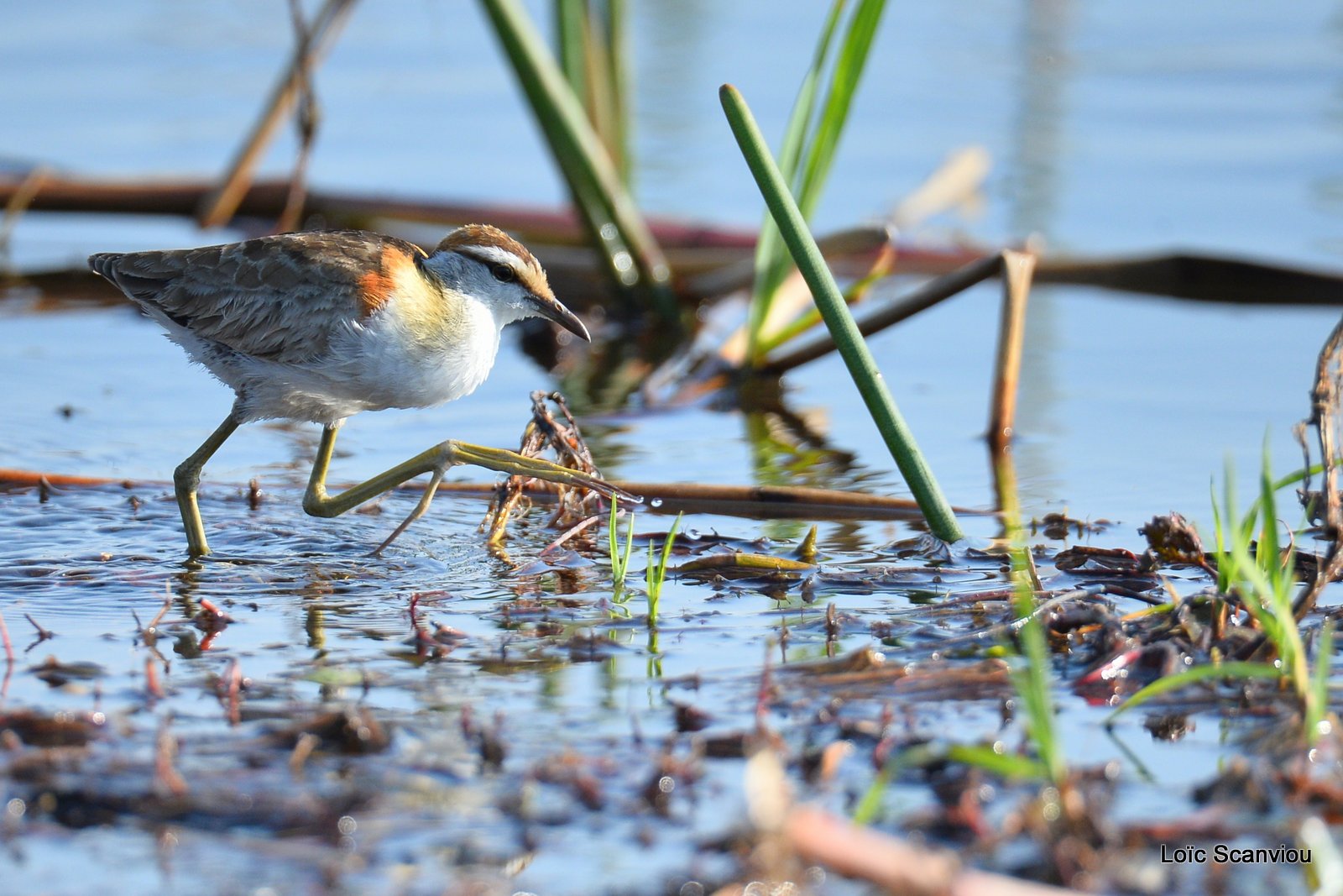 Jacana nain/Lesser Jacana (1)