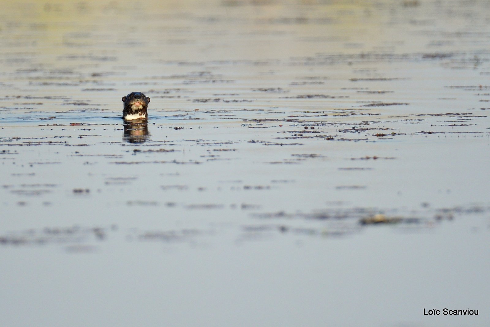 Loutre à cou tacheté/Spotted-necked Otter (1)