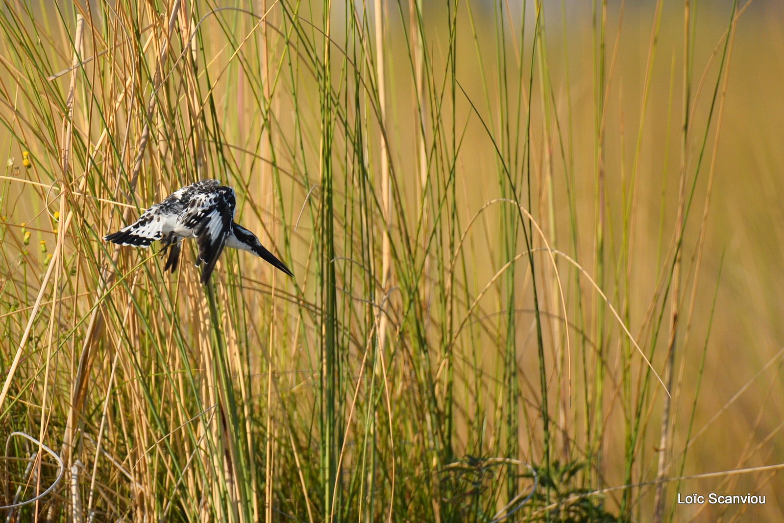 Martin-pêcheur pie/Pied Kingfisher (1)
