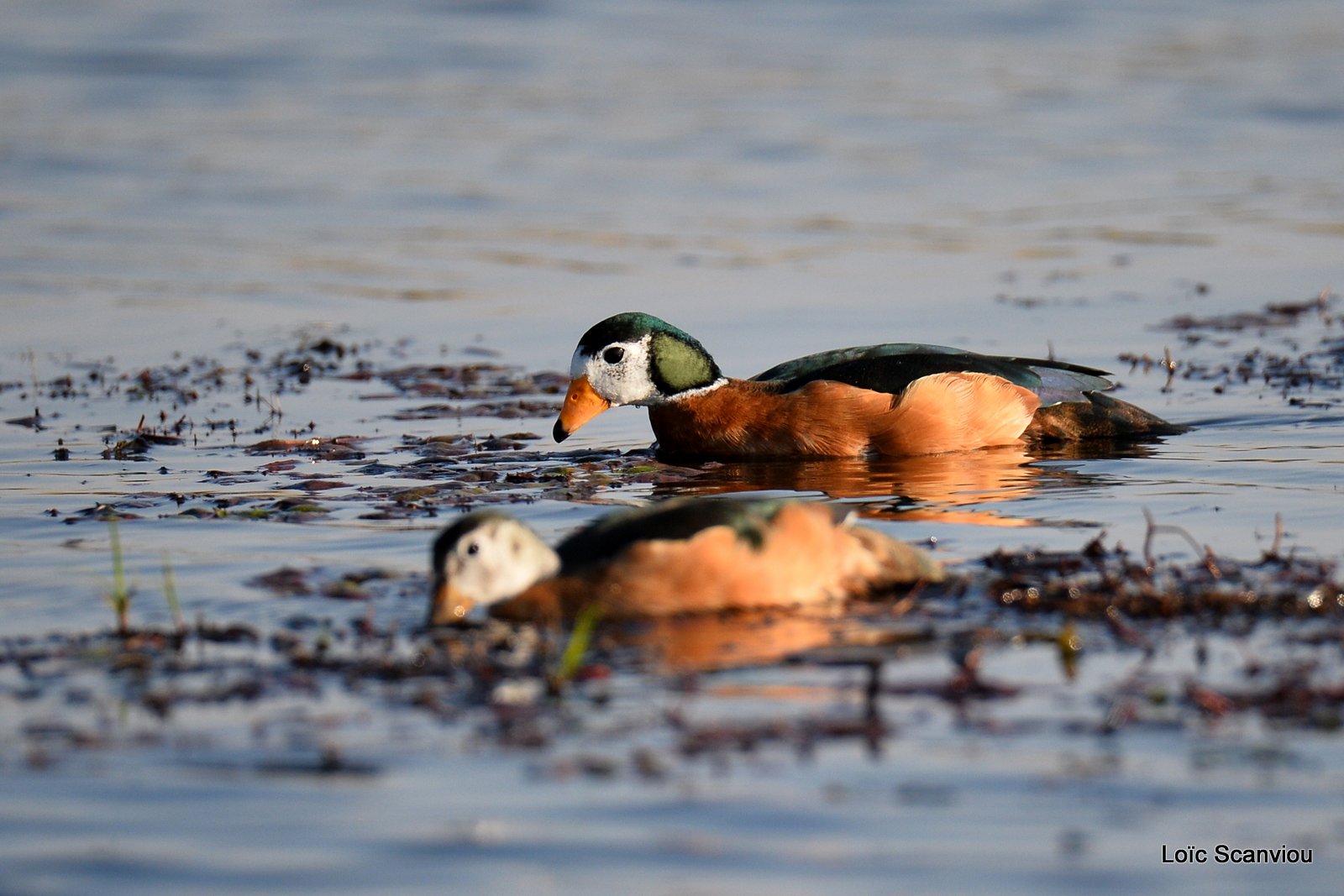 Anserelle naine/African Pygmy Goose (1)