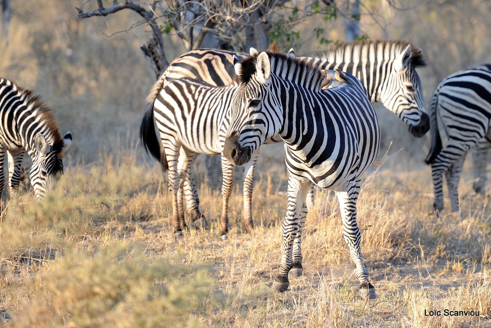 Zèbres/Zebras (1)