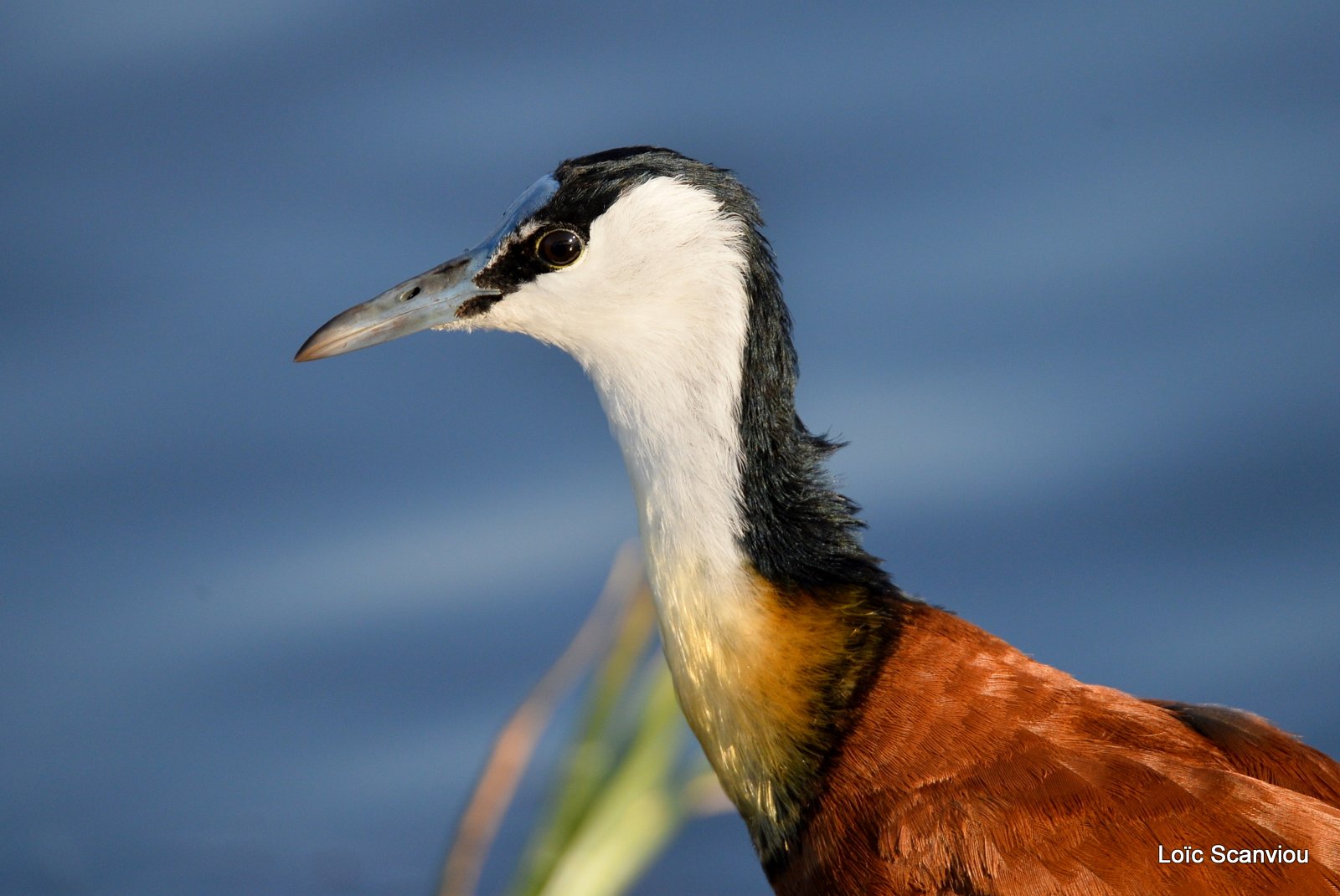 Jacana à poitrine dorée/African Jacana (2)