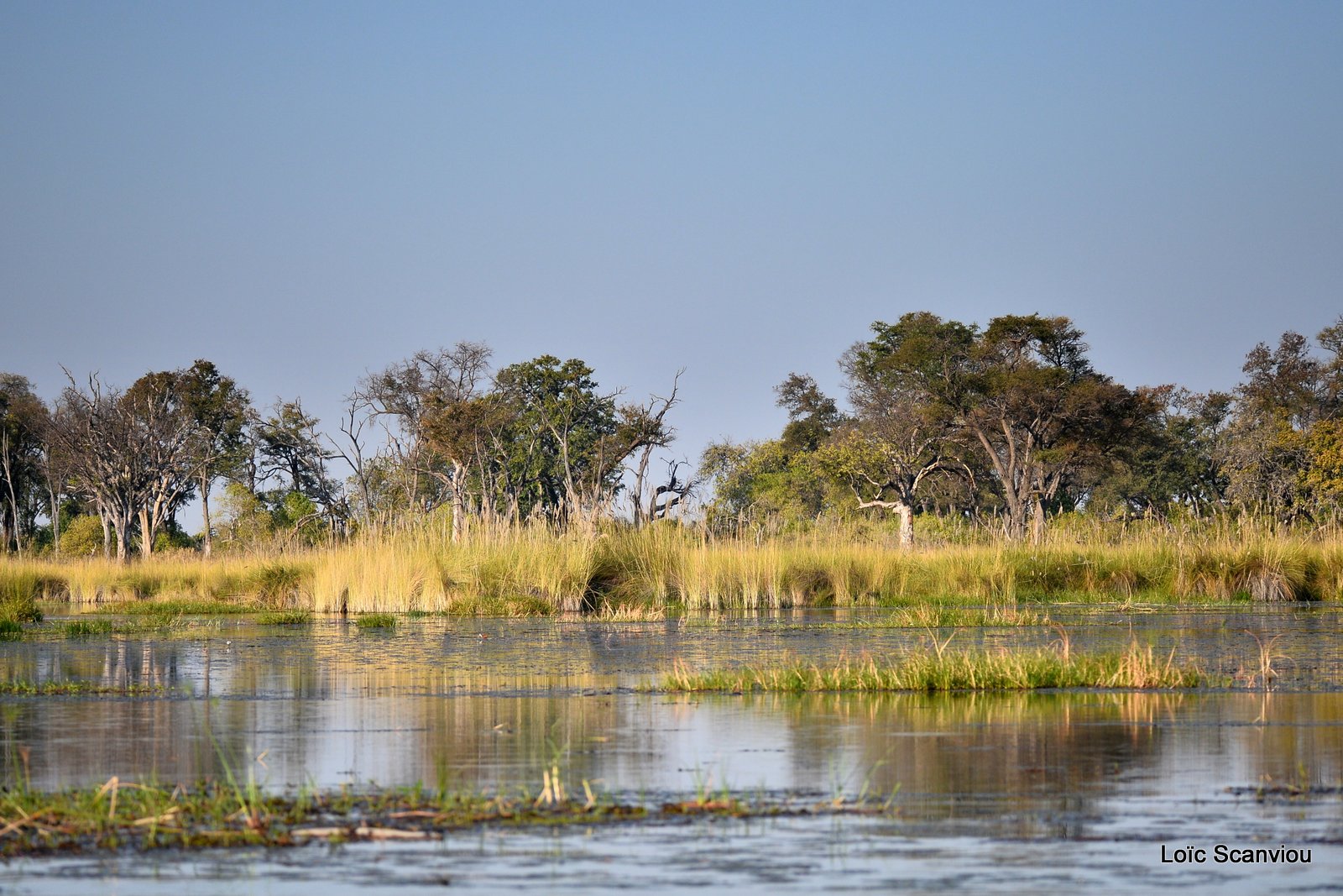 Moremi (81)