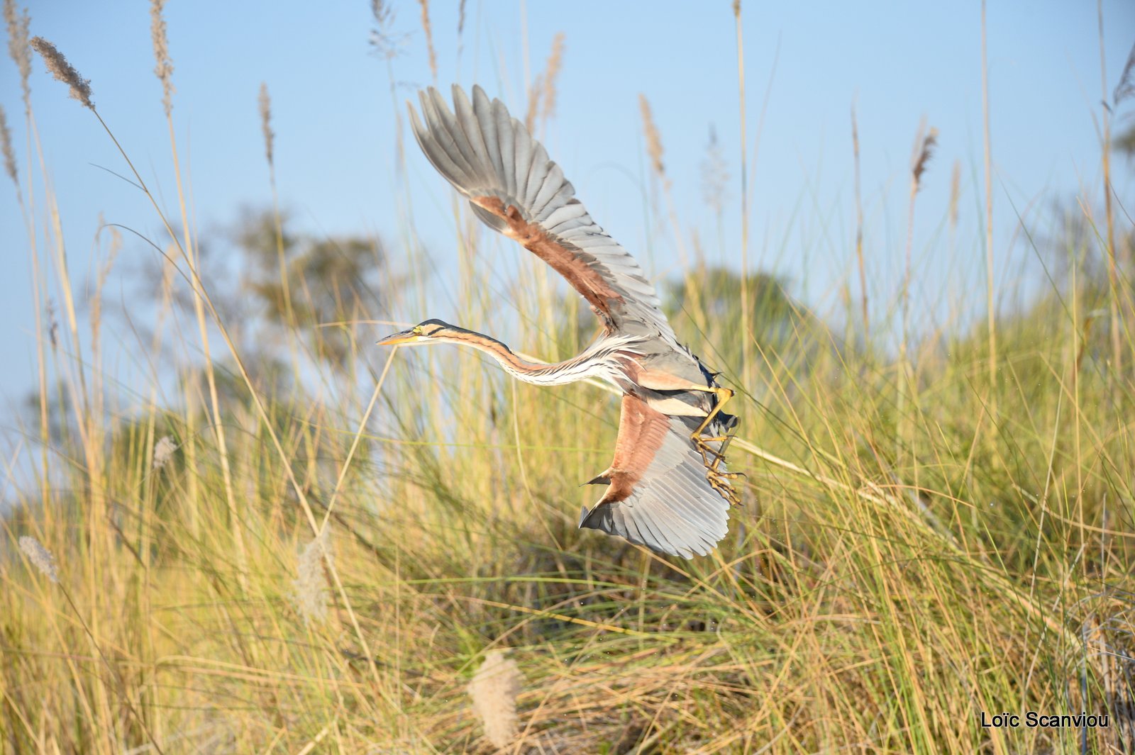 Héron pourpré/Purple Heron (2)