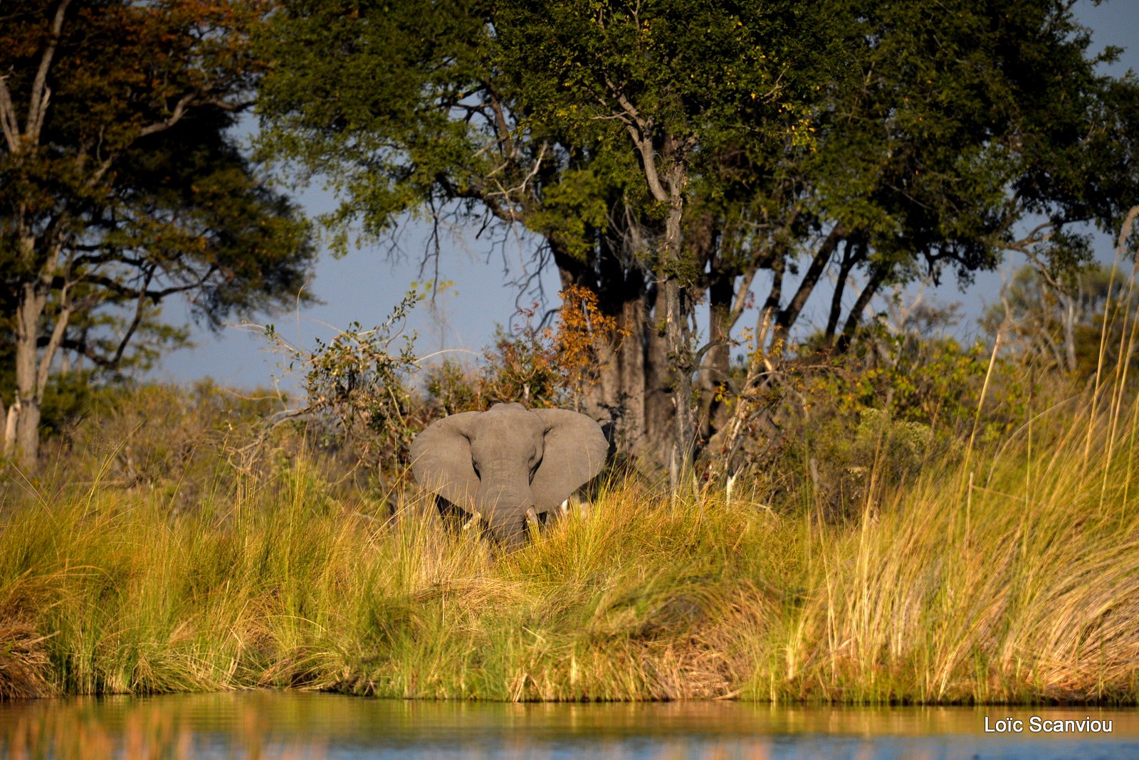 Eléphant d'Afrique/African Elephant (19)